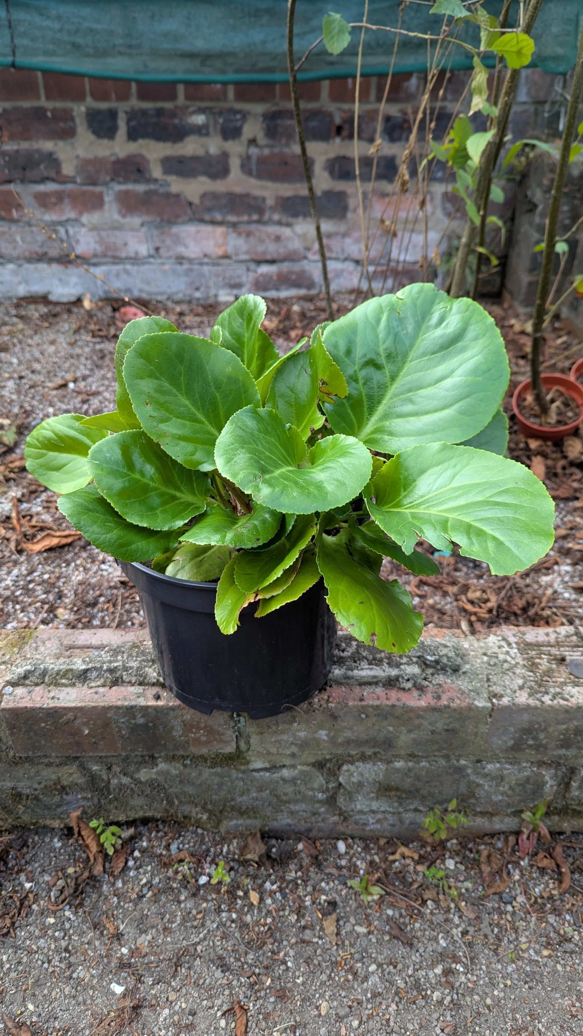 Winter Fire copy.jpg