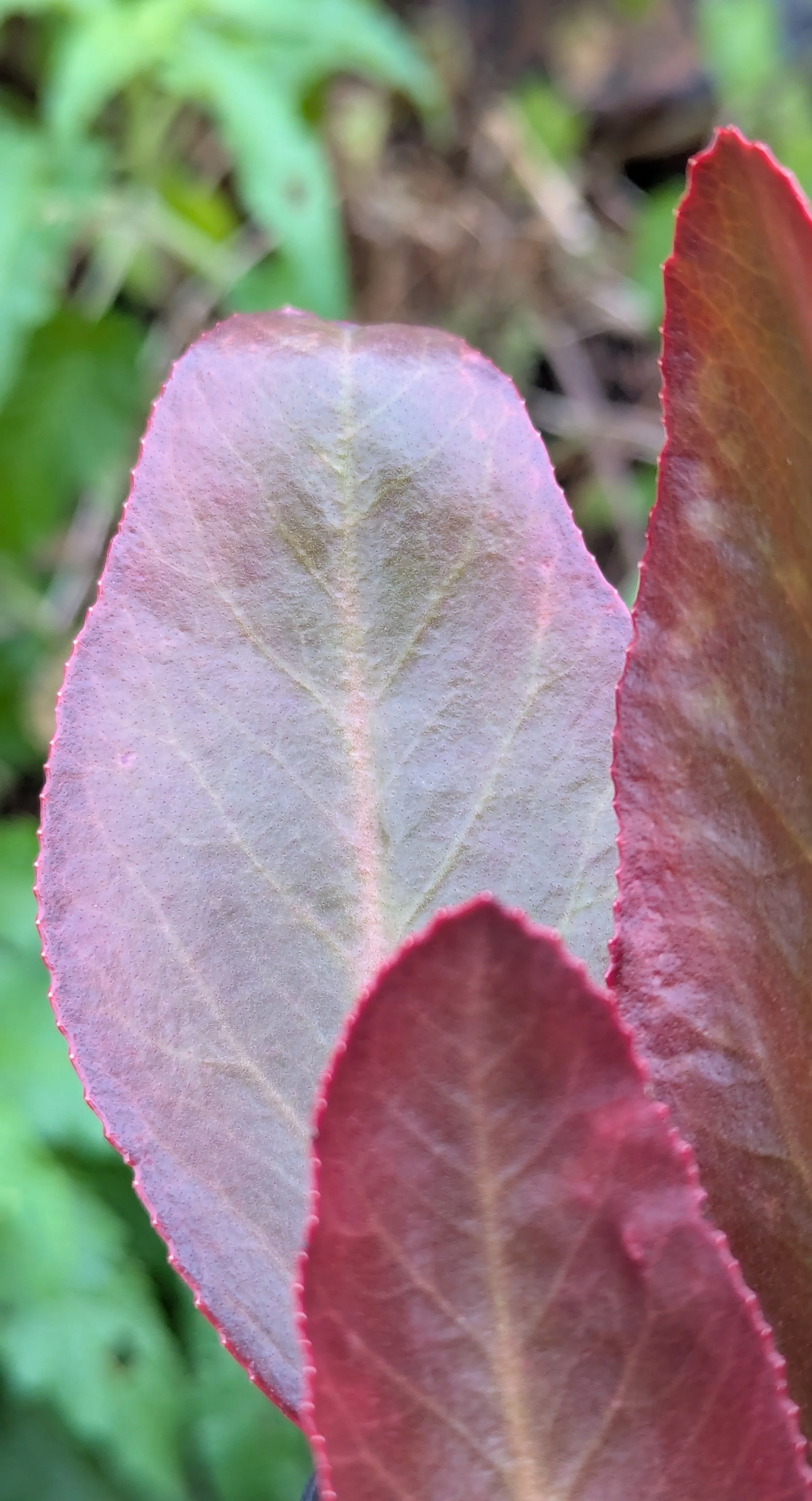 Irish Crimson copy.jpg