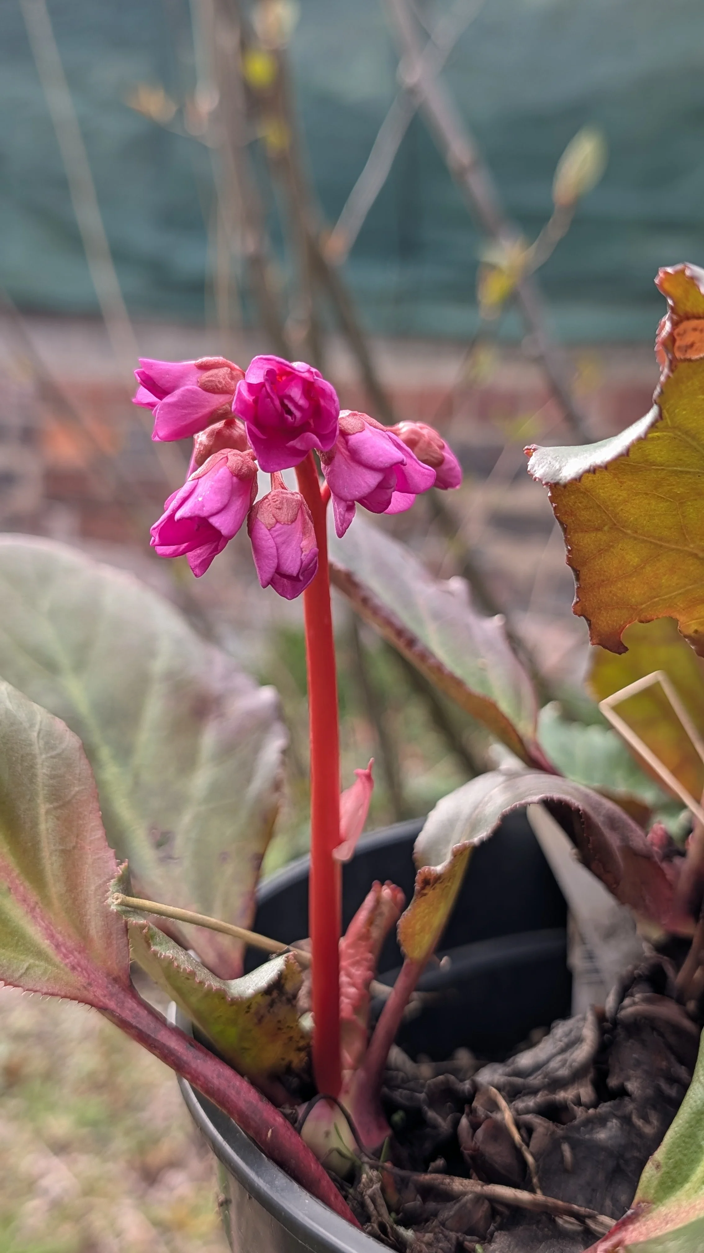 Abendglut flowers March 26.jpg