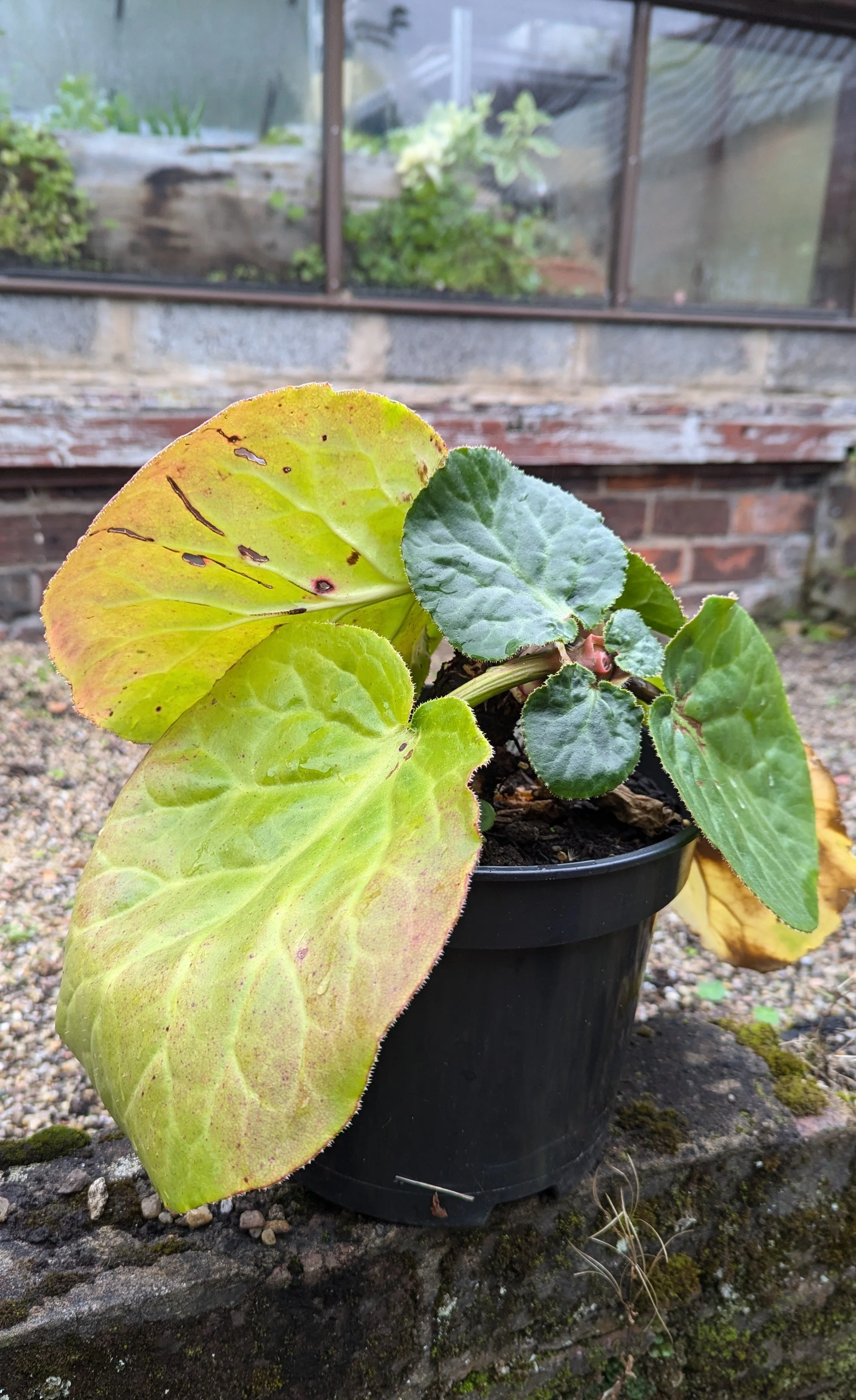 pacumbis Grahams form.jpg