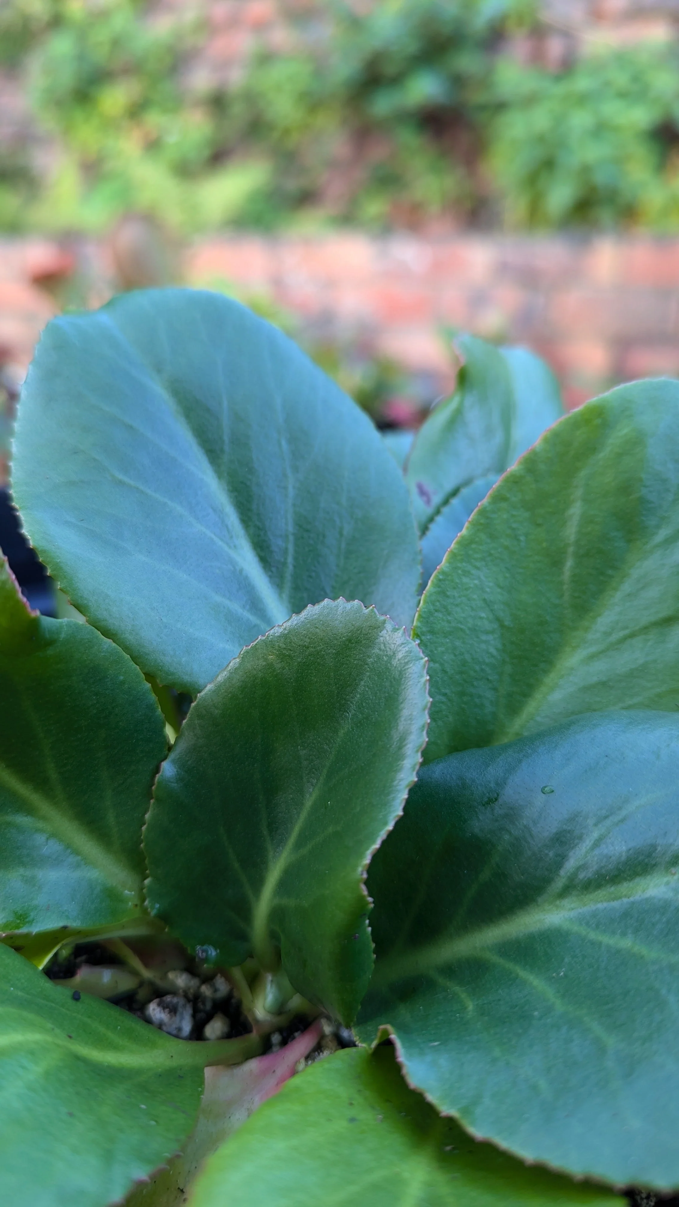 purpurascens var delavayi2.jpg