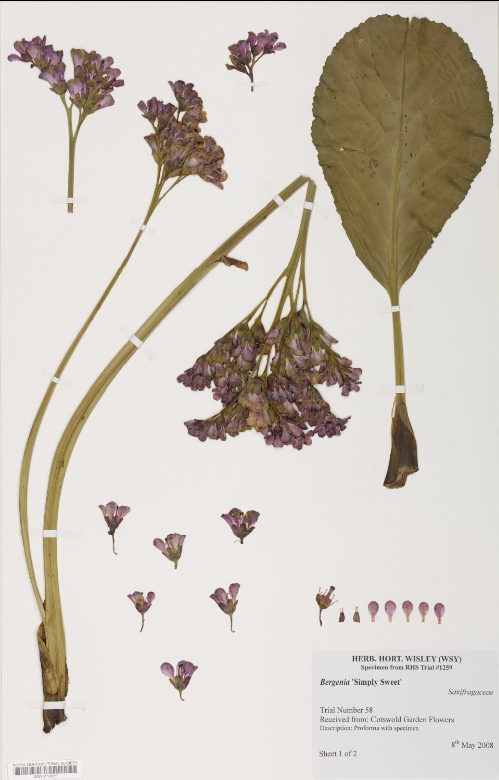 B. Simply Sweet RHS Wisley.png