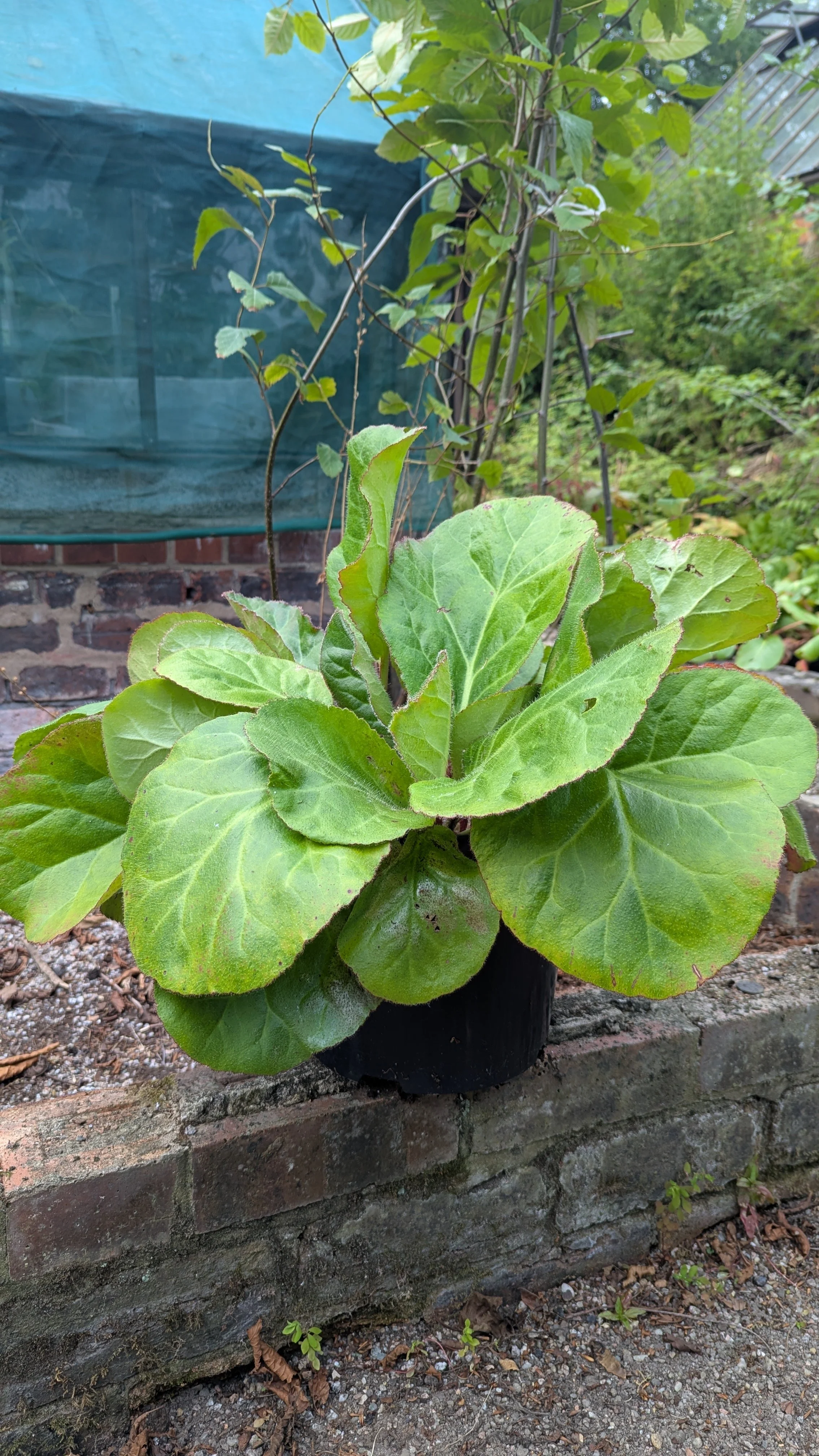 ciliata f. ciliata CUBG.jpg