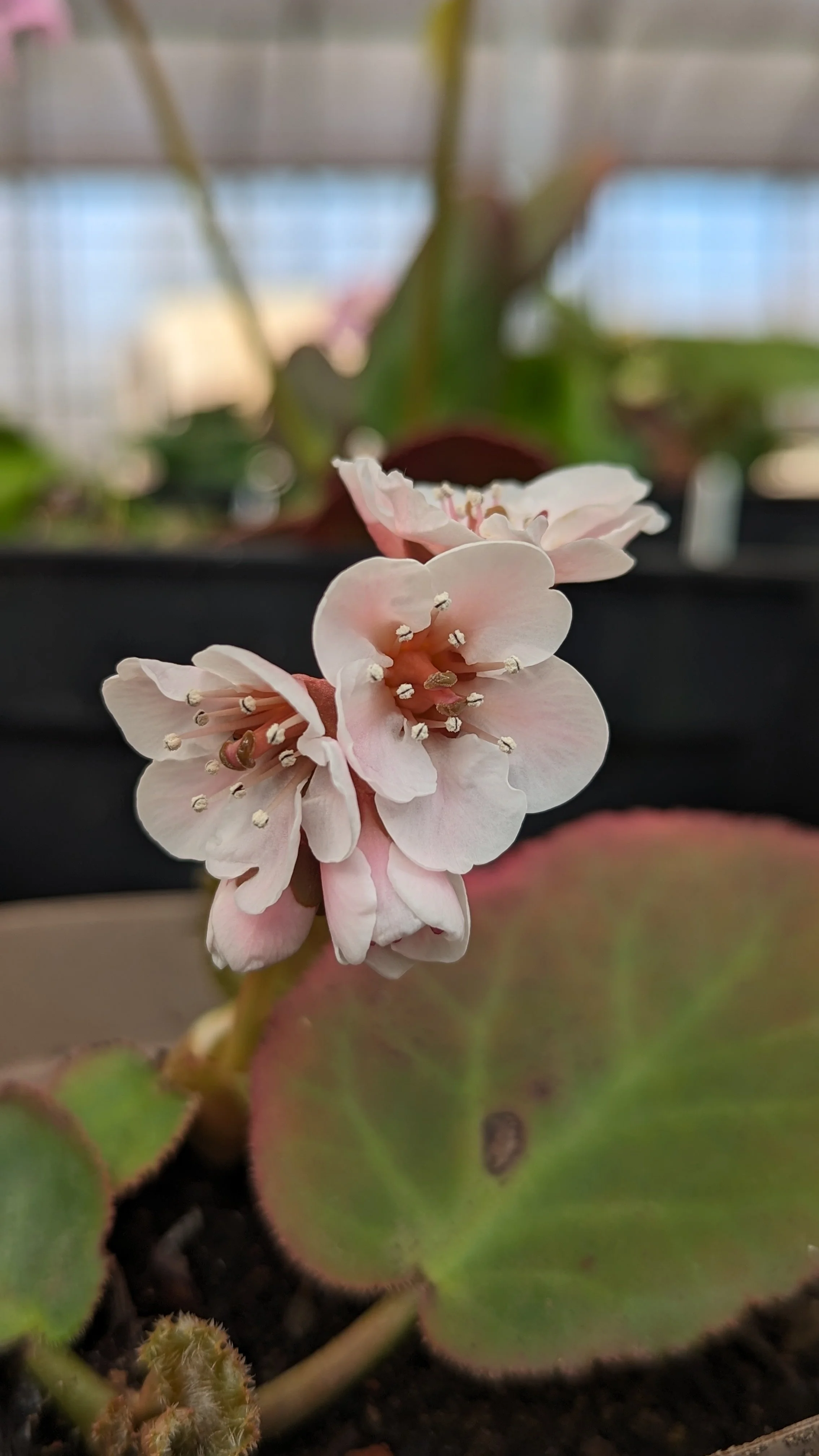 pacumbis CC growild.jpg