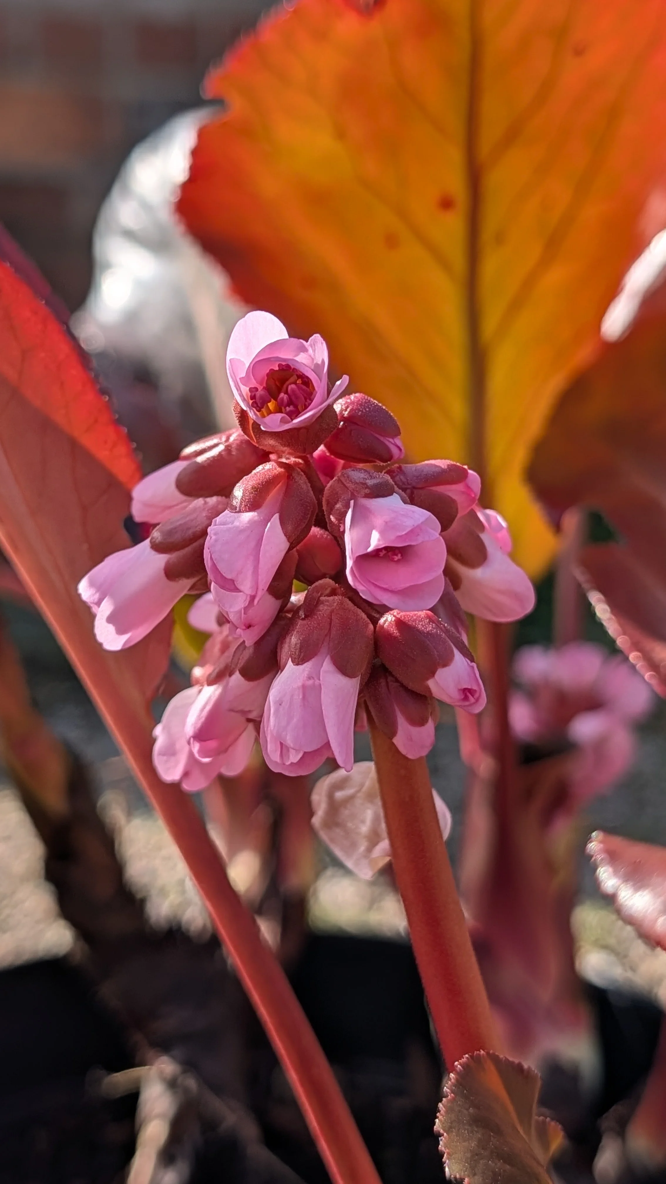 Rosa Zeiten flowers March 26.jpg