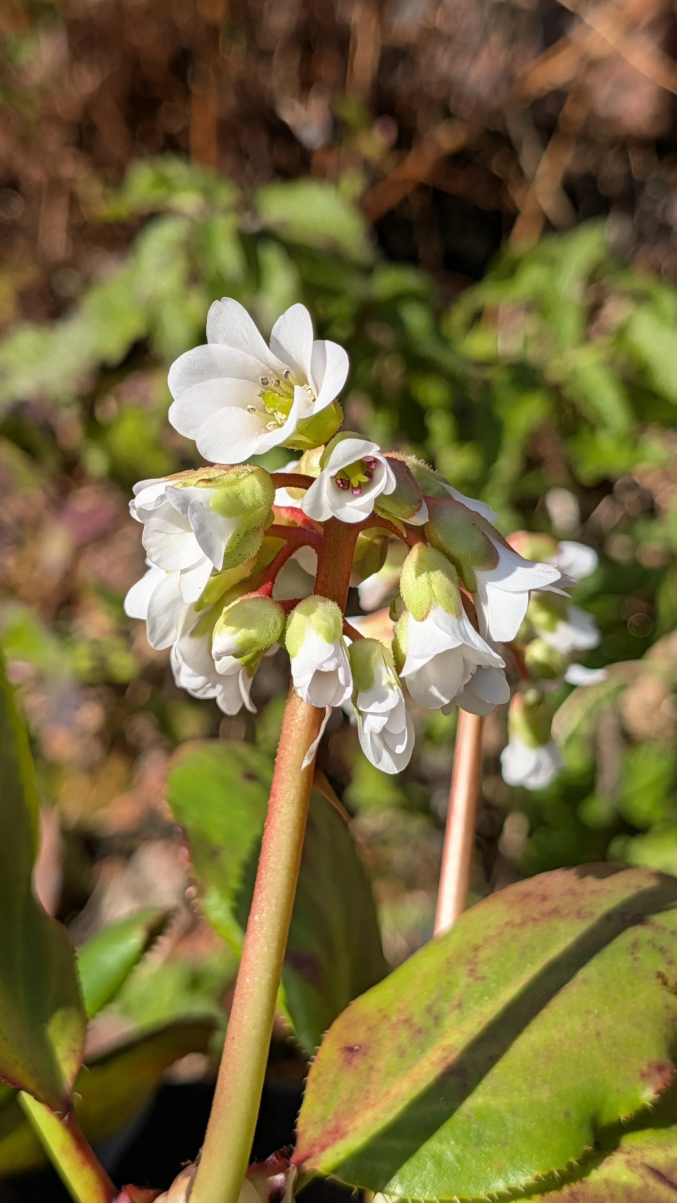 Silberlicht John March 26.jpg