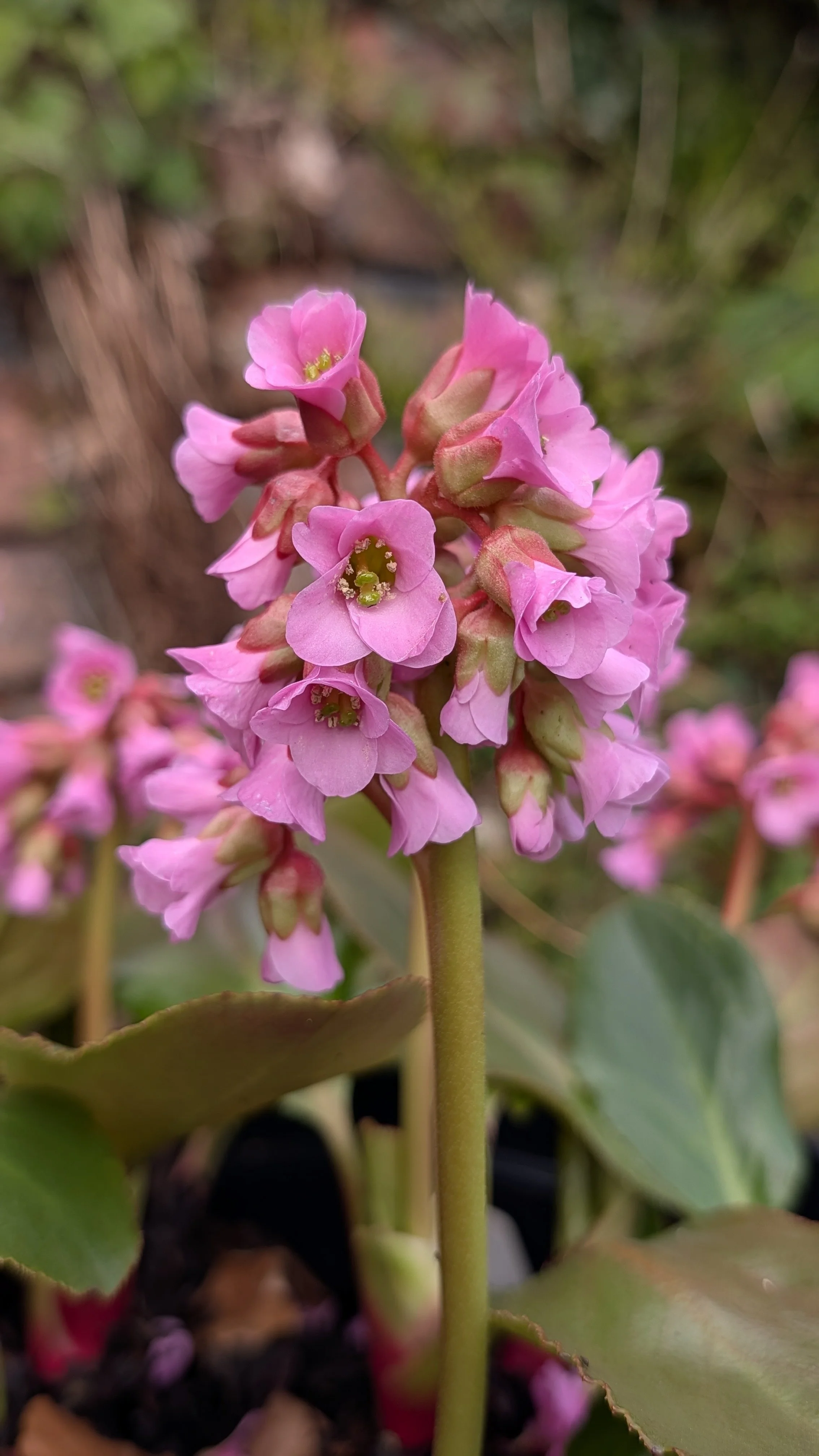 stracheyi Joe Sharman (dwarf).jpg