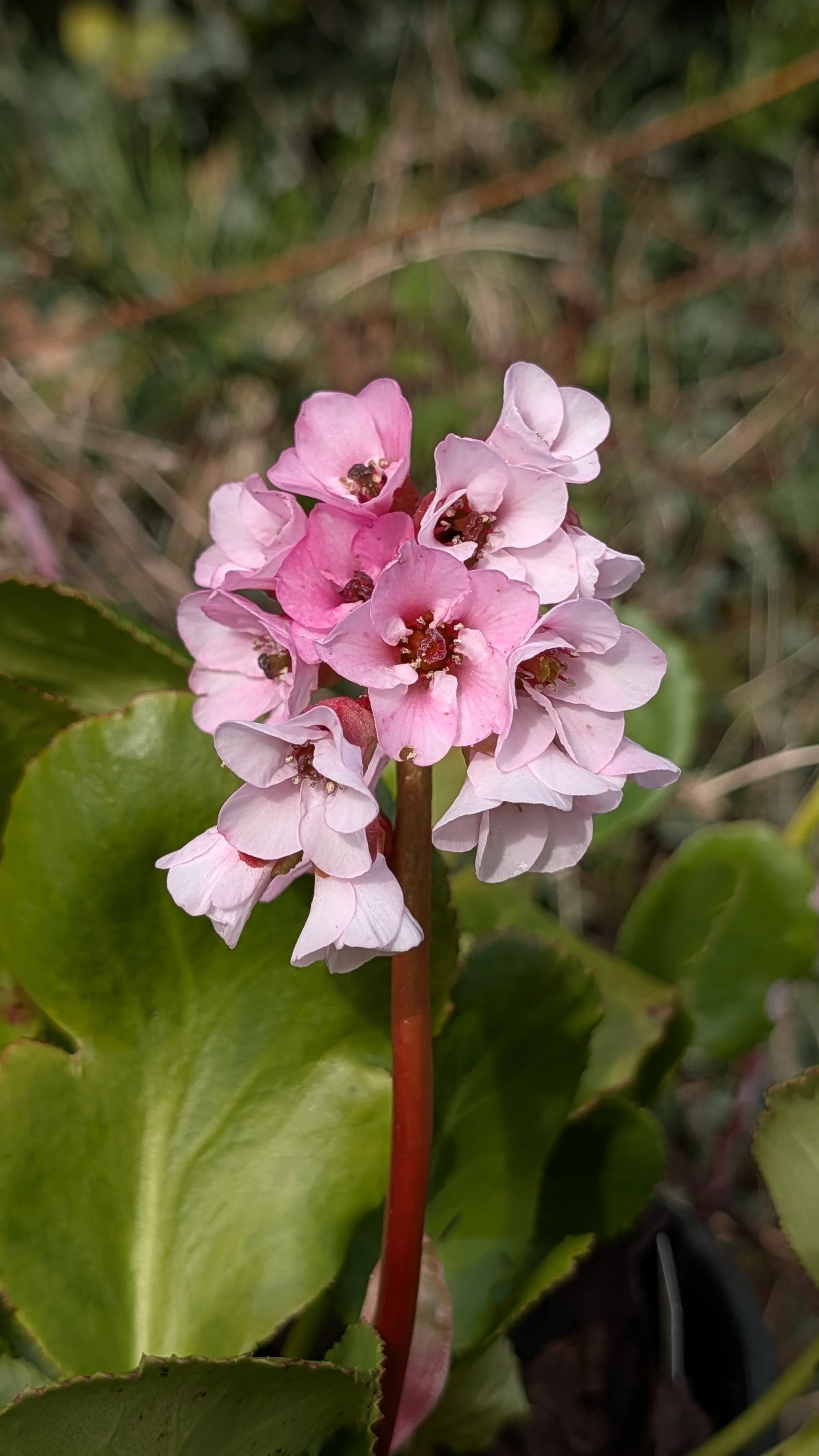 Harzkristall flowers March 26.jpg