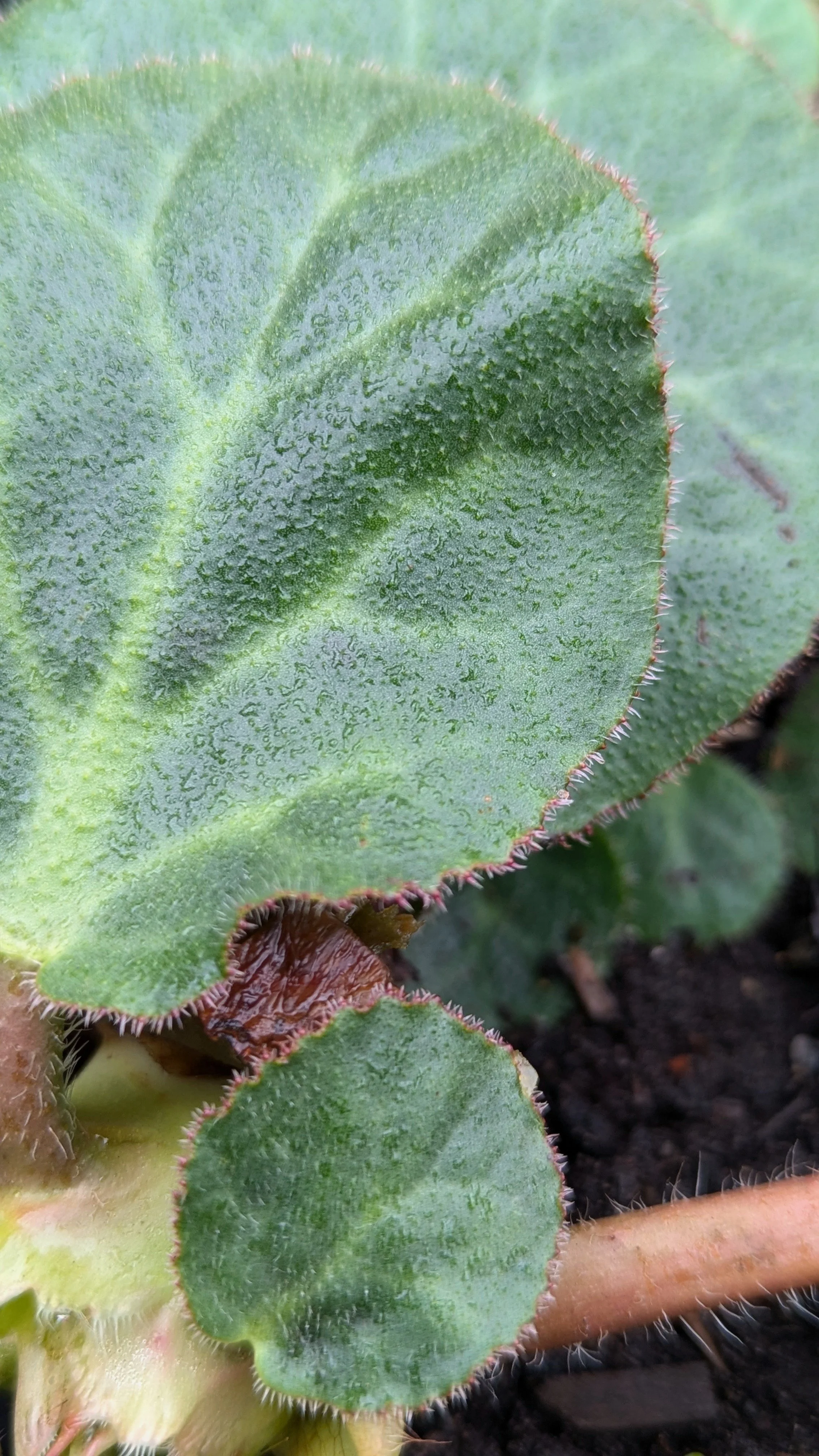 ciliata var. ciliata Joe Sharman1.jpg