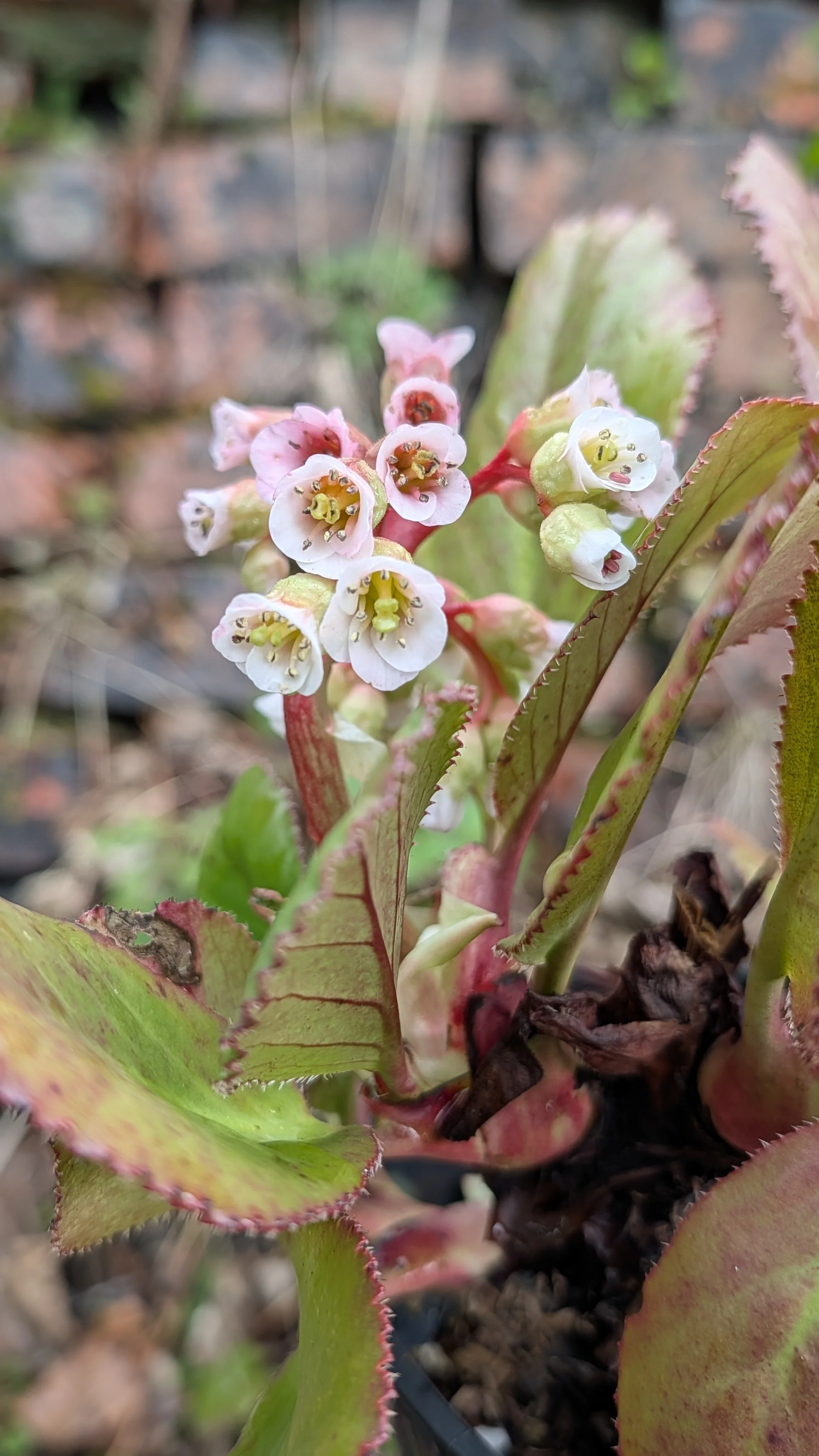 sp nepal flowers march 26.jpg