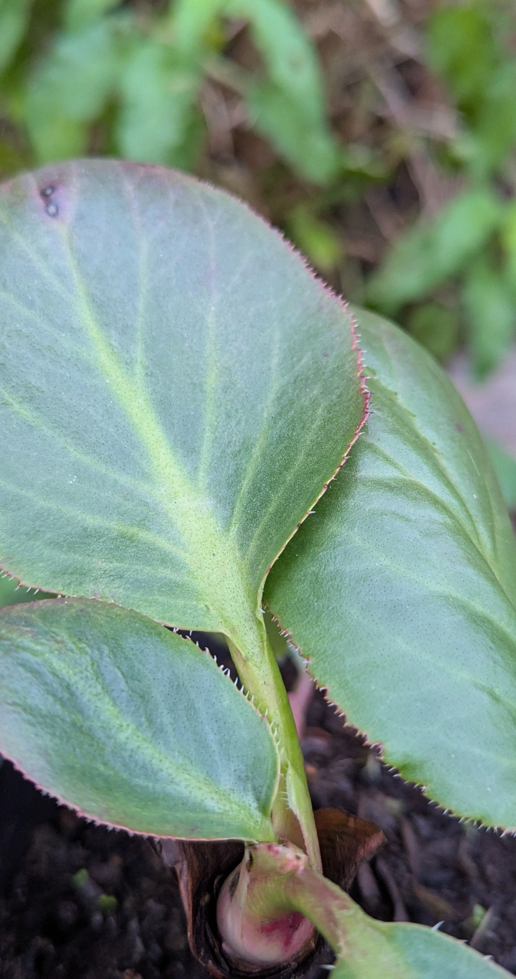 Silberlicht copy.jpg