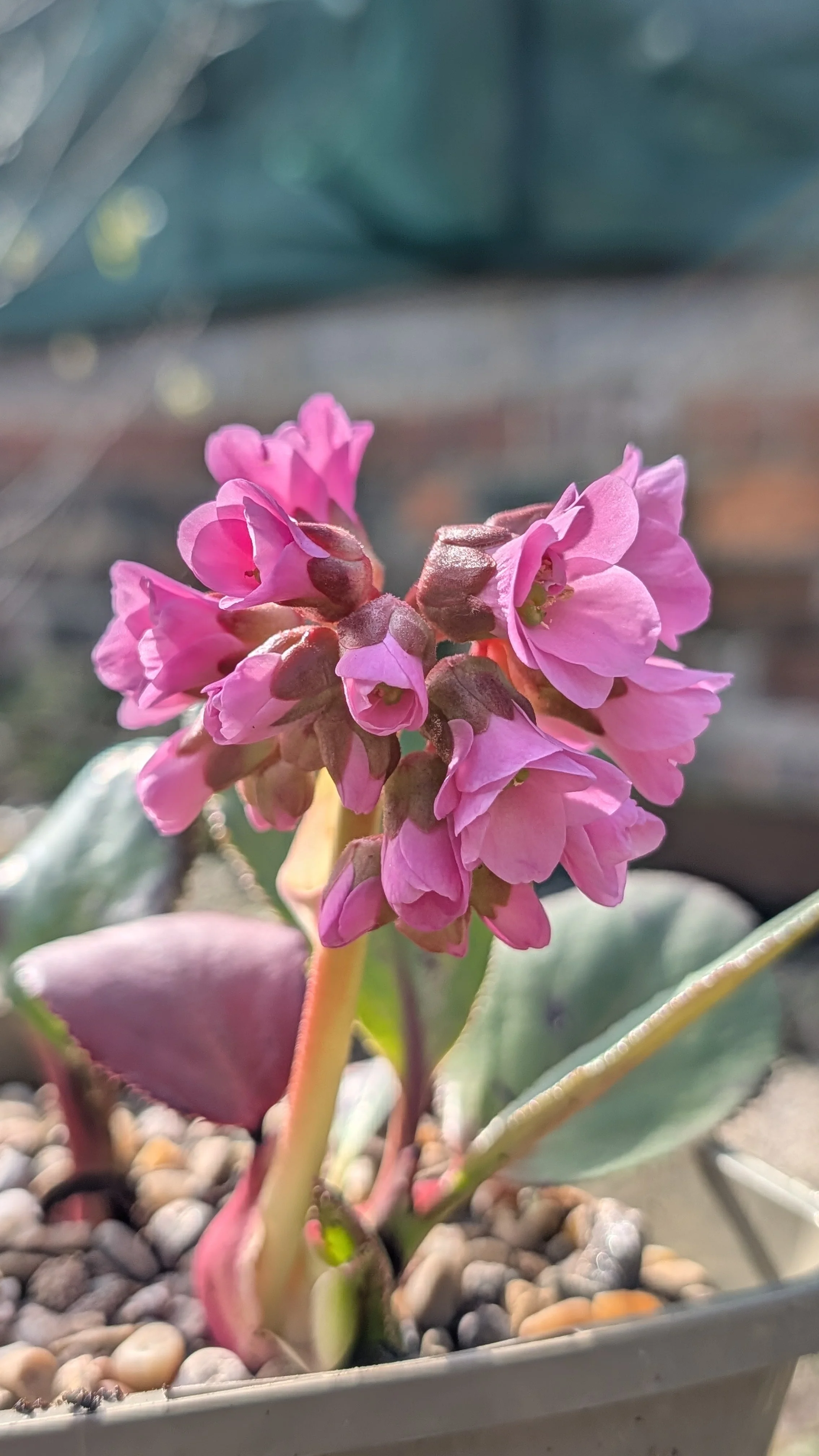 Unnamed Irish Orphan flowers March 26.jpg