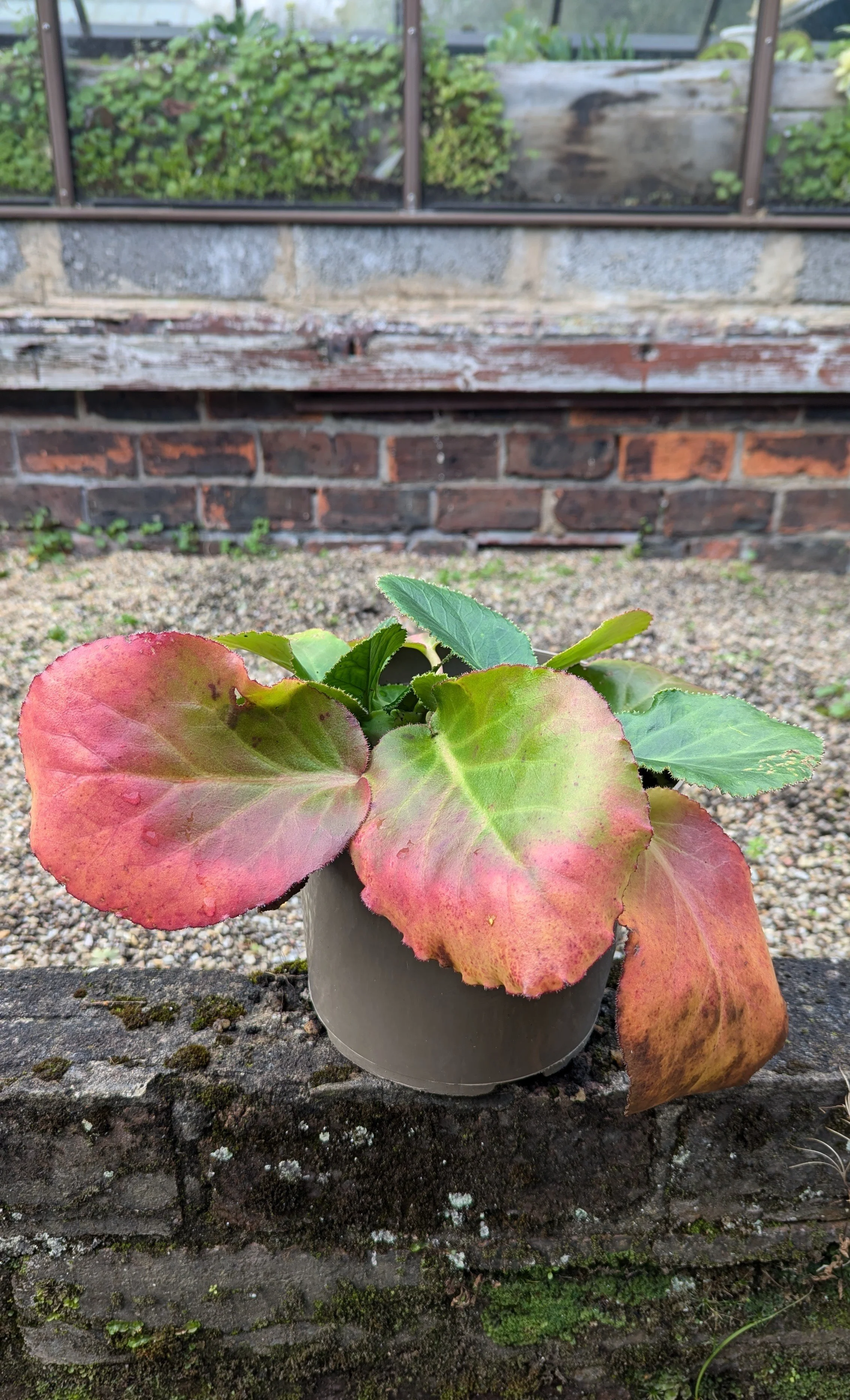 emeiensis hybrid.jpg