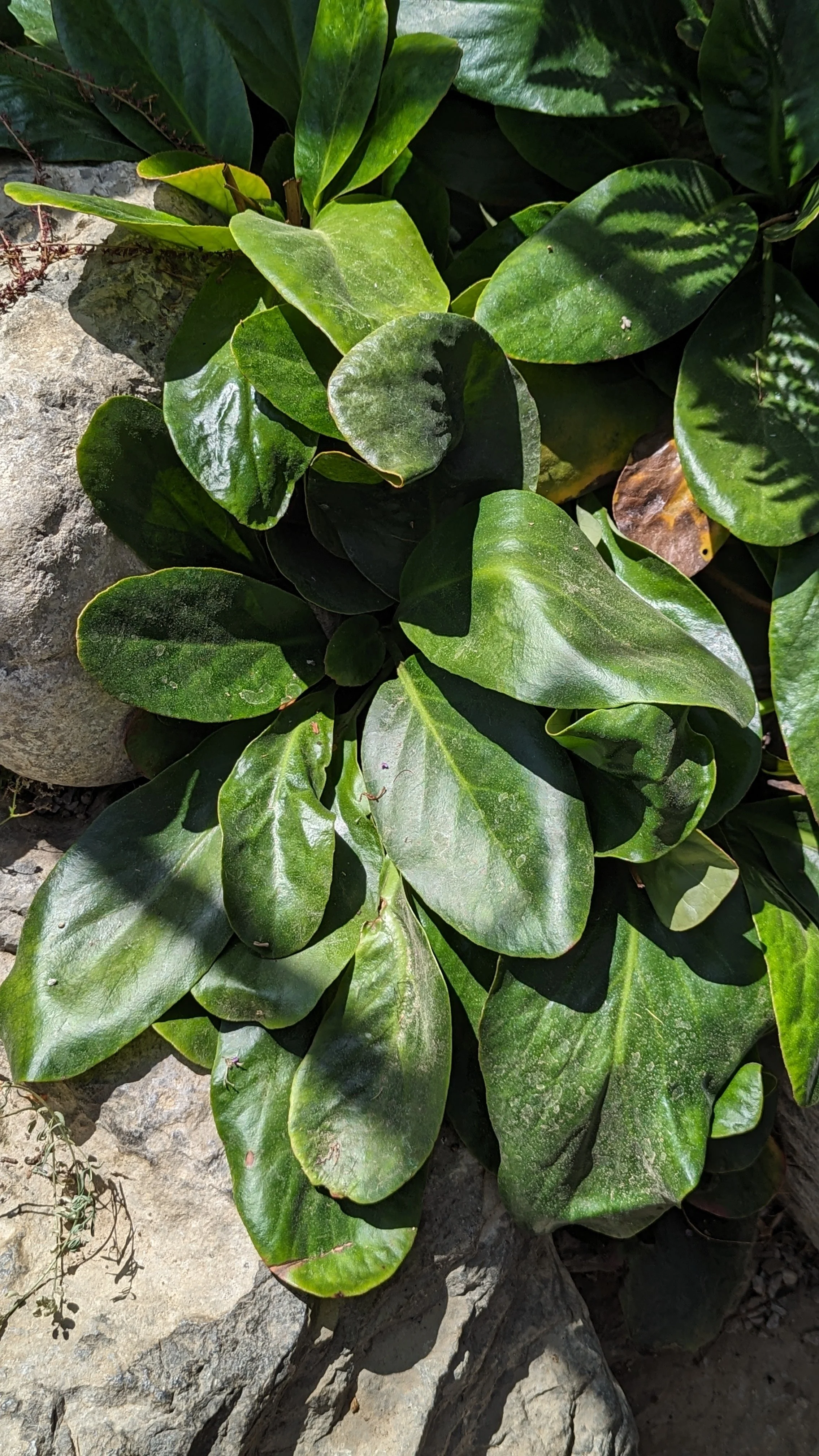 Bergenia emeiensis CUBG.jpg