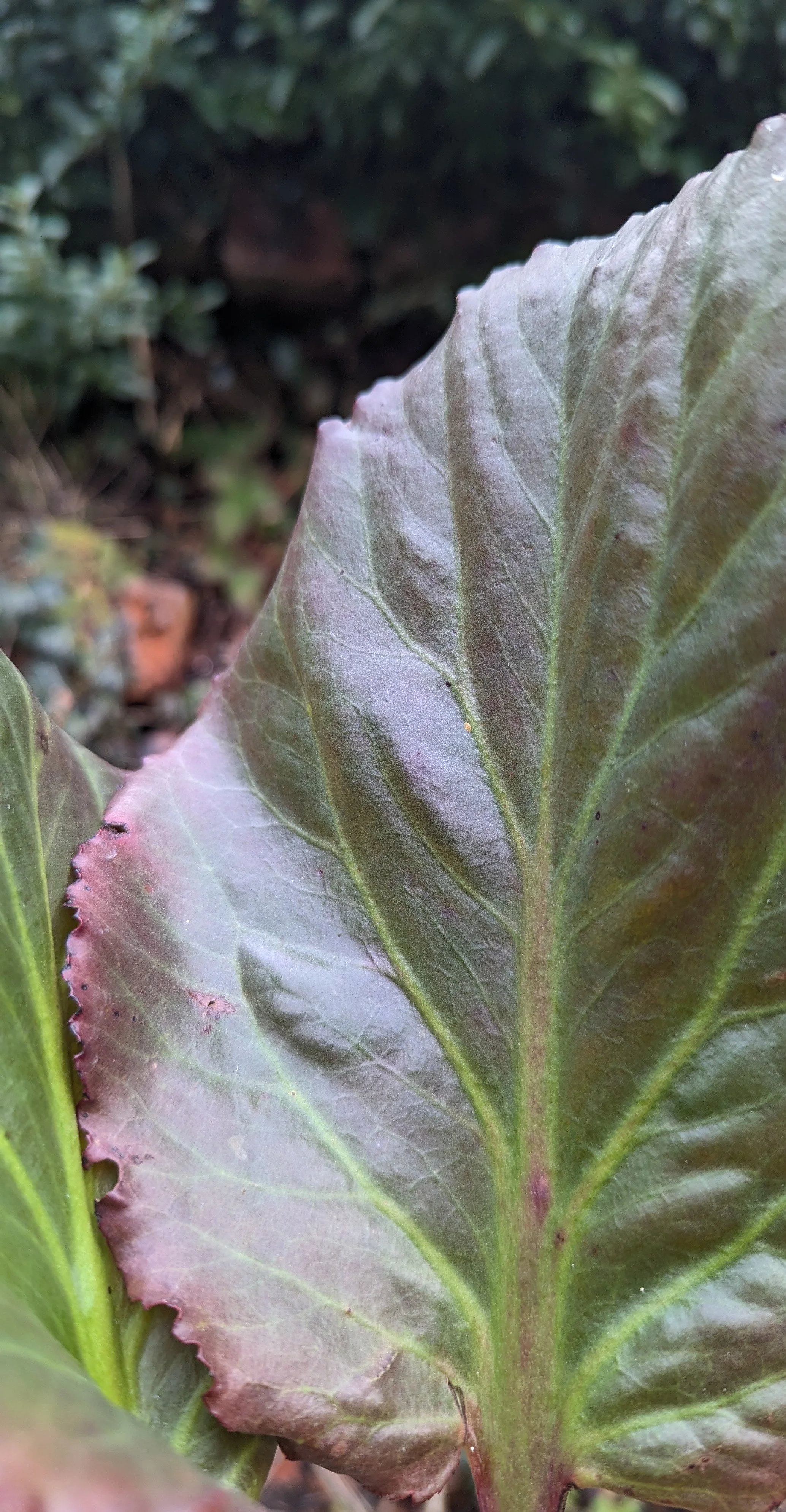 Eden's Magic Giant.jpg