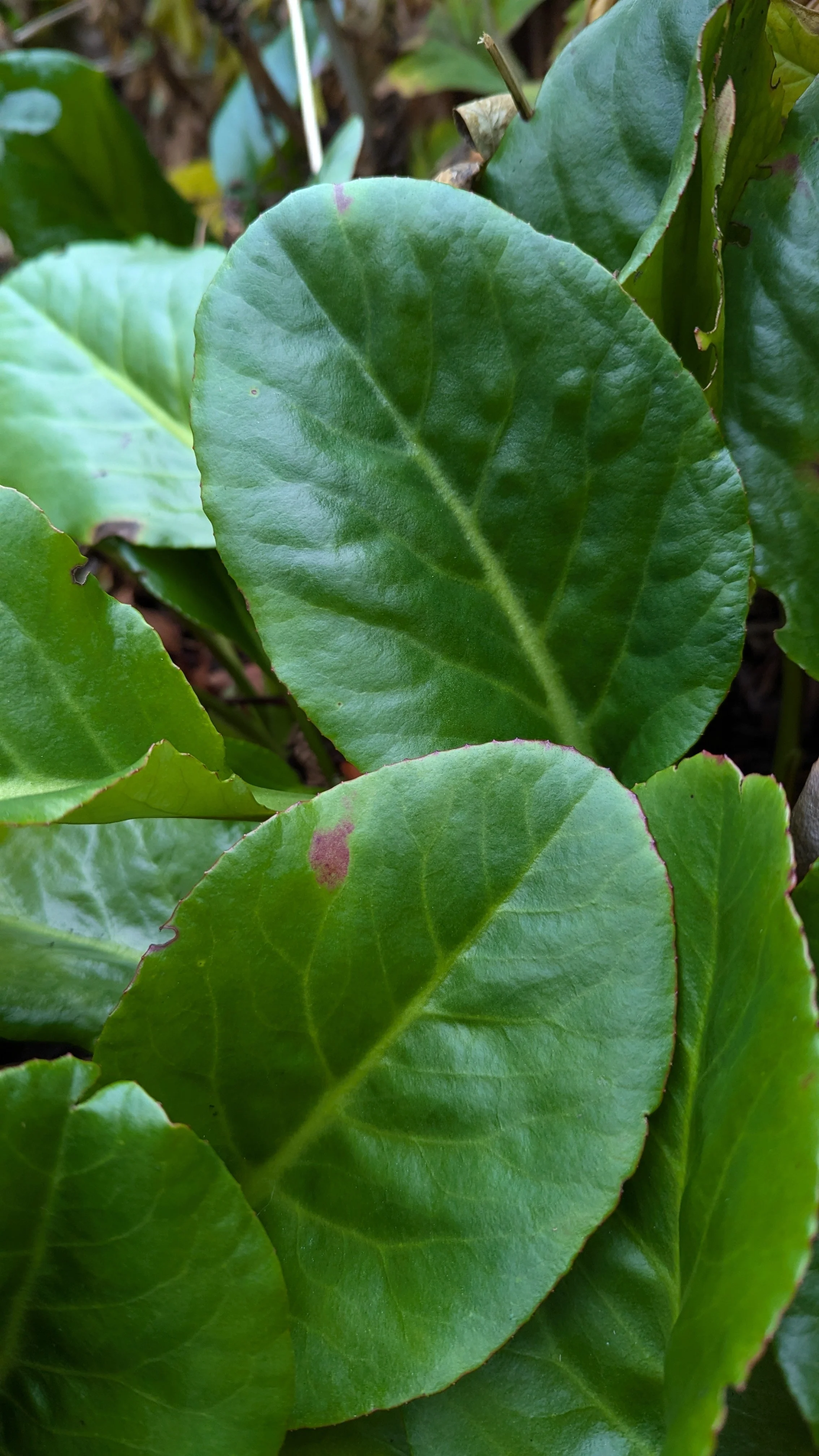 purpurascens RBGE20101595.jpg