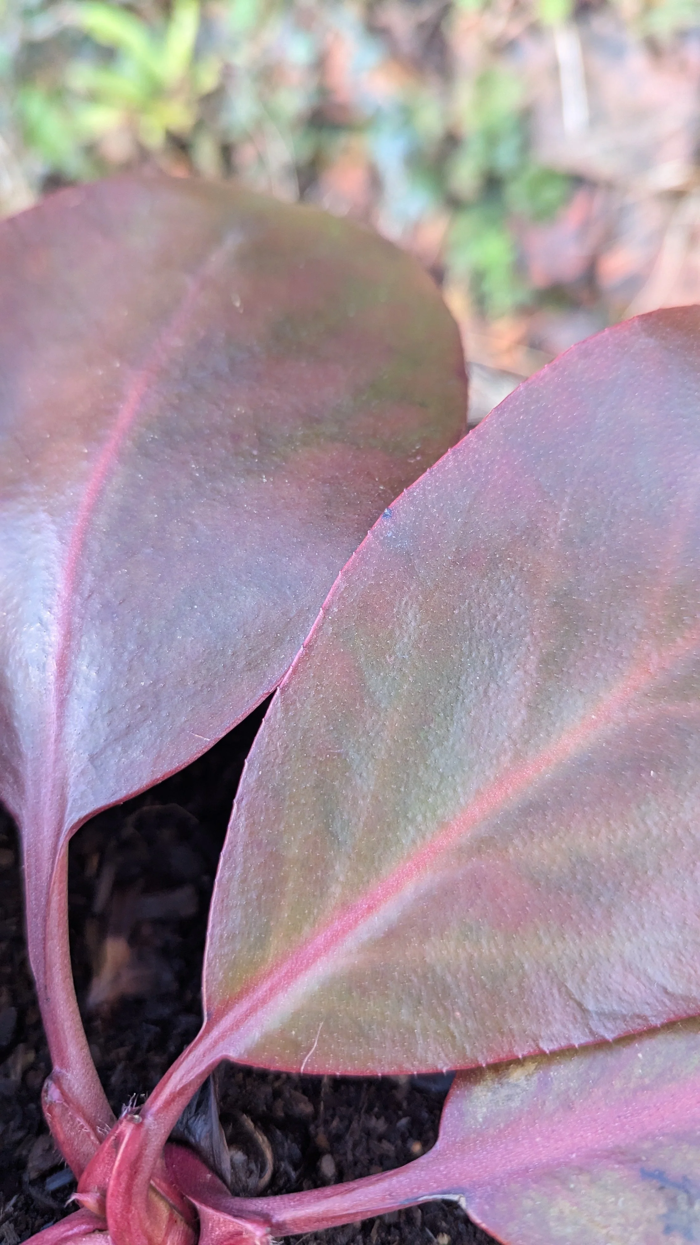 Snow Chimes copy.jpg