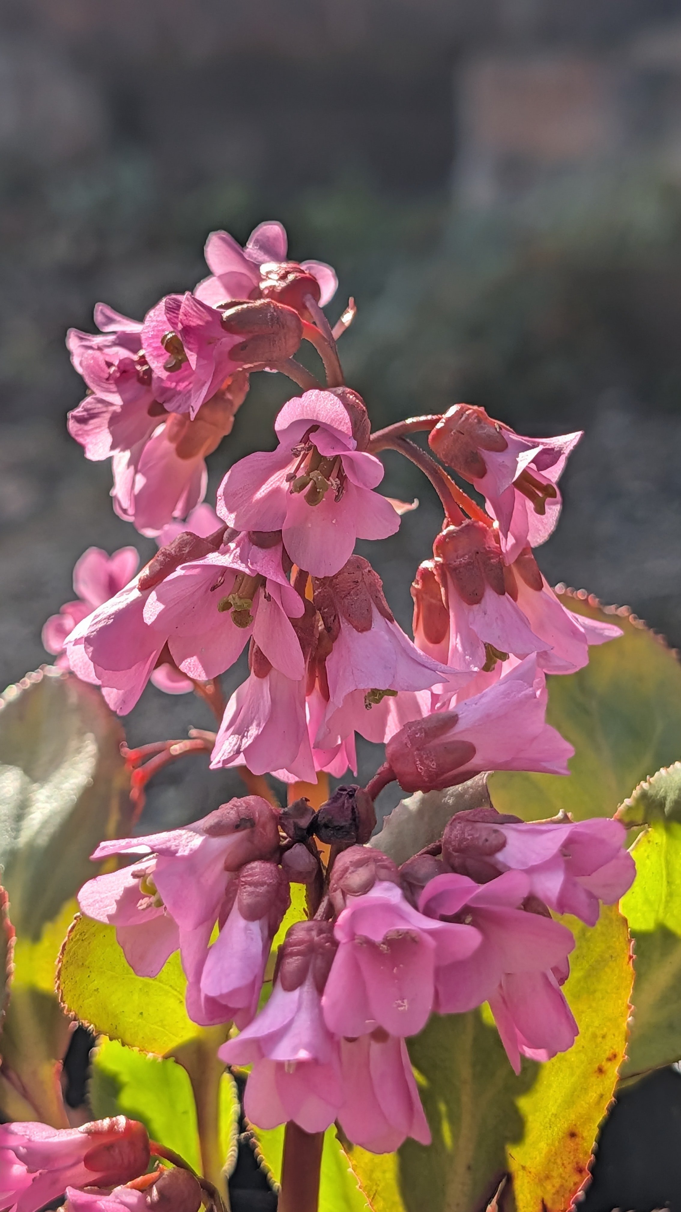 Vorfruhling flowers March 26.jpg
