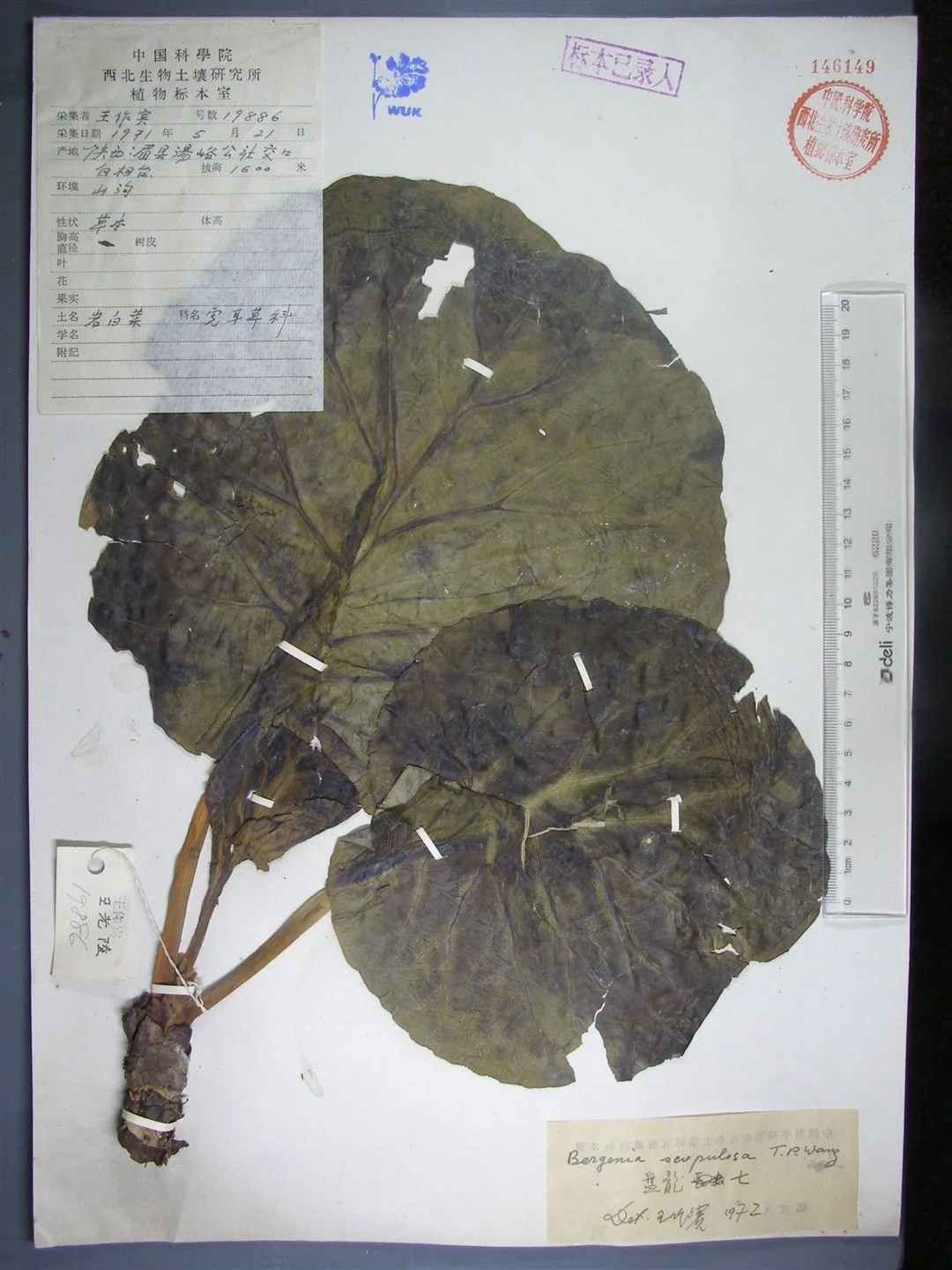 B. scopulosa 0146149.jpg