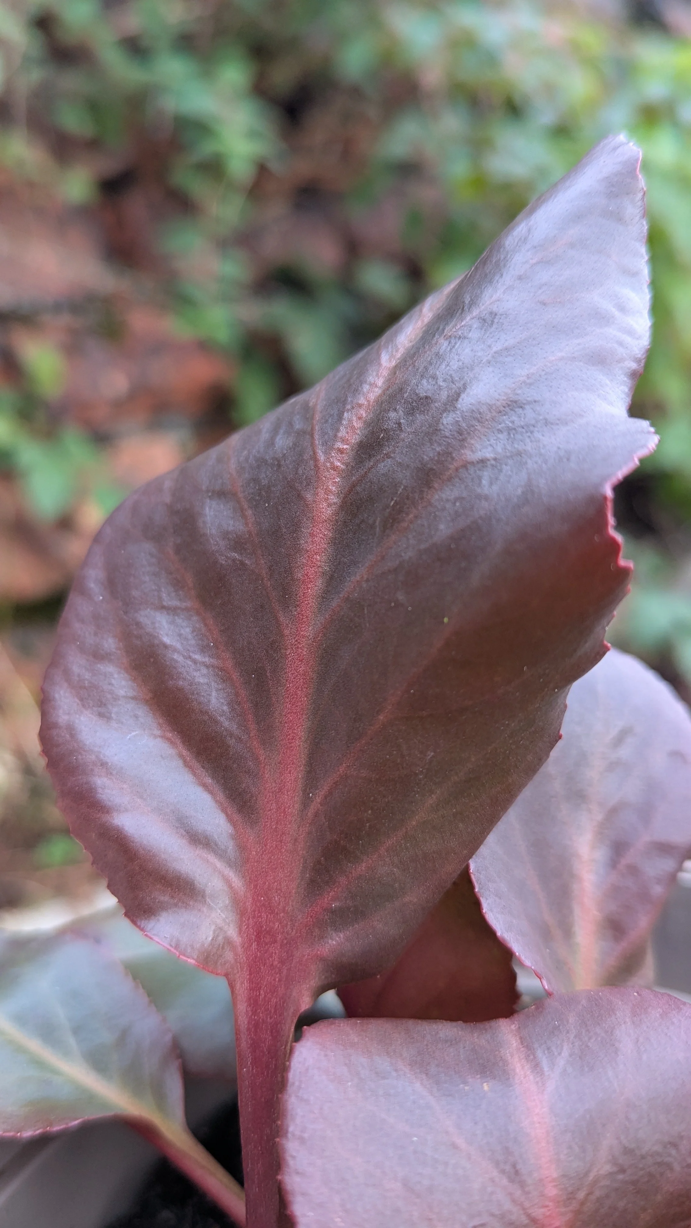 Winterzauber copy.jpg