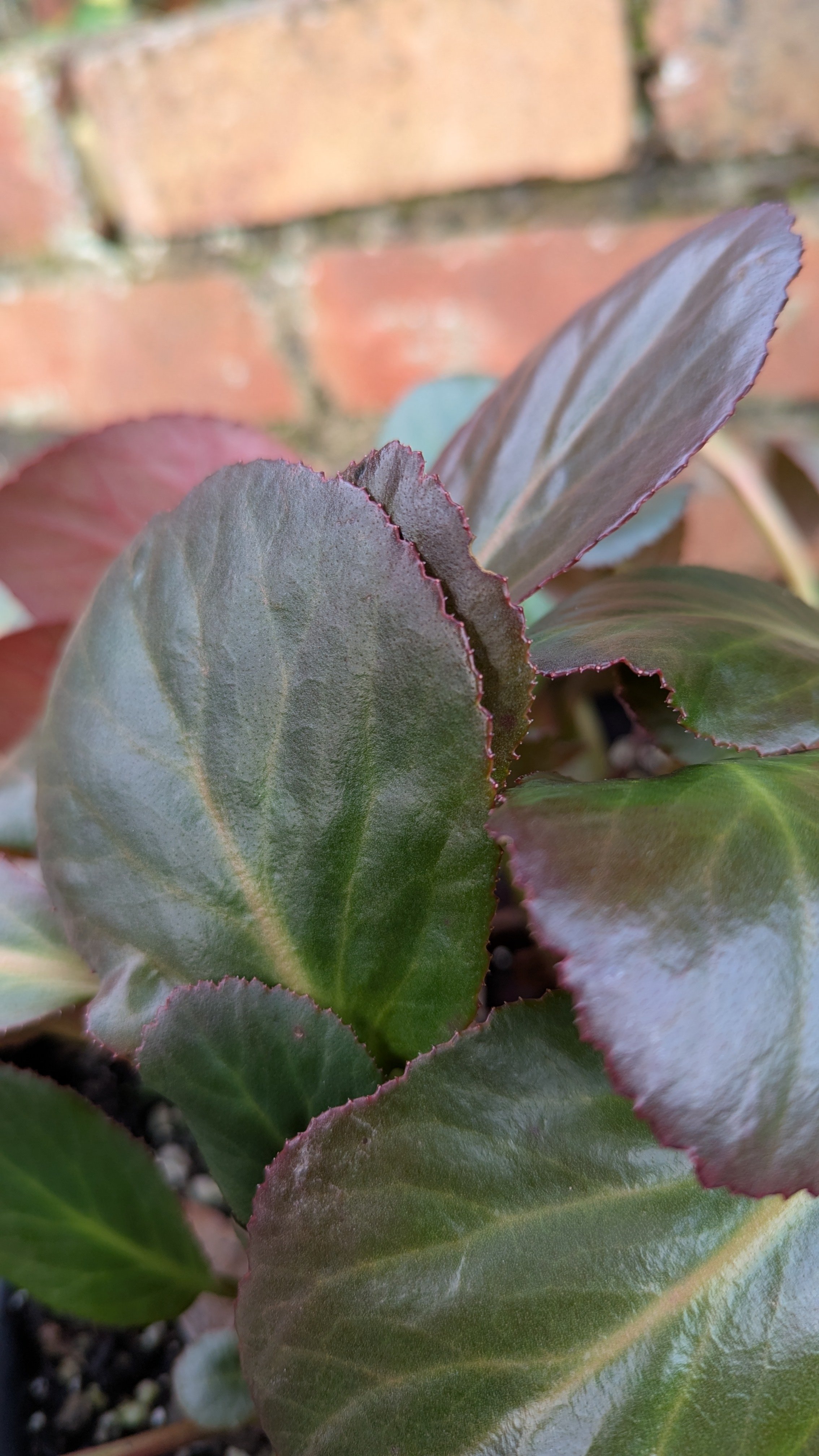 Herbstblute copy.jpg