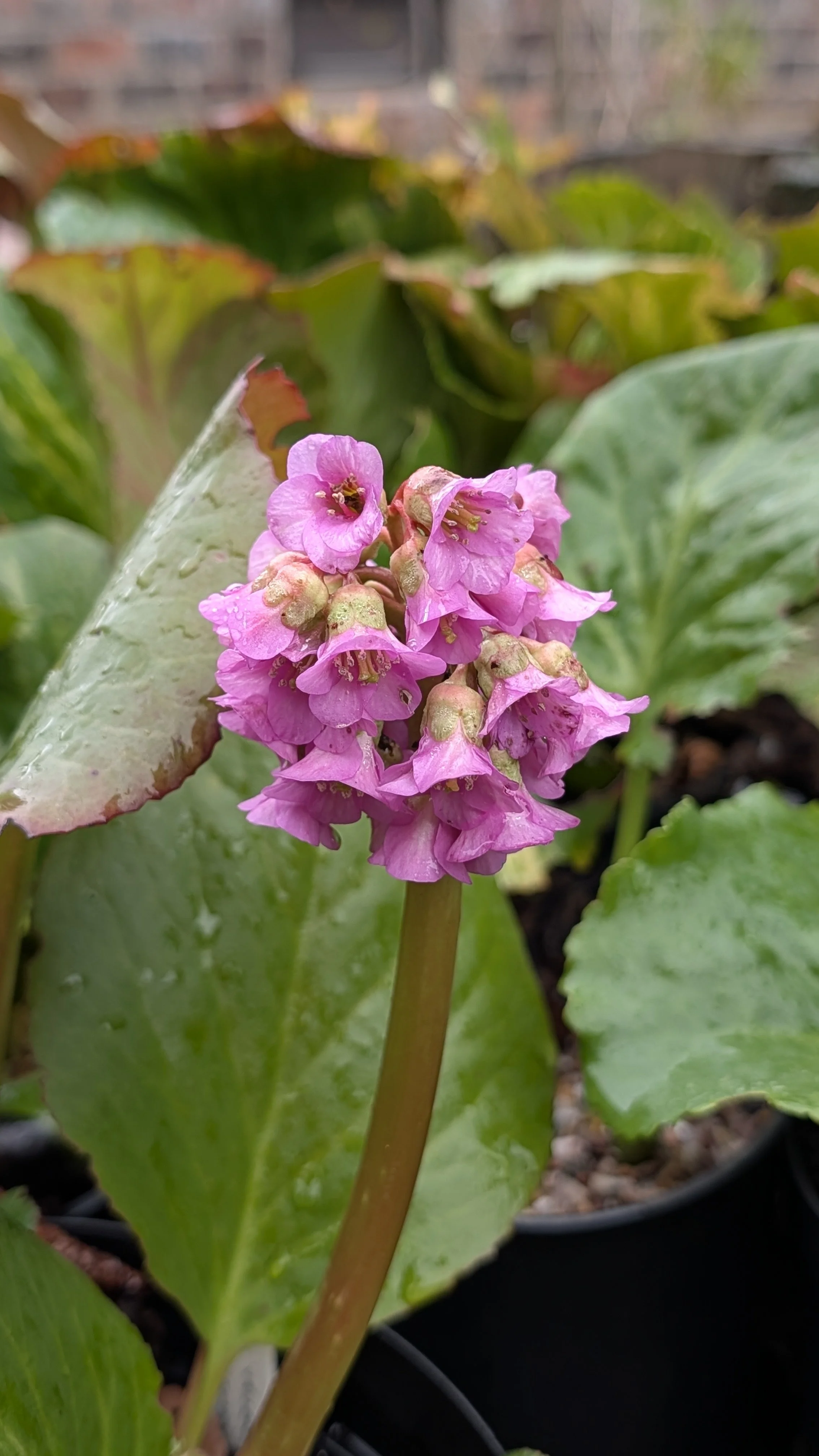 Vallonchene flowers March 26.jpg