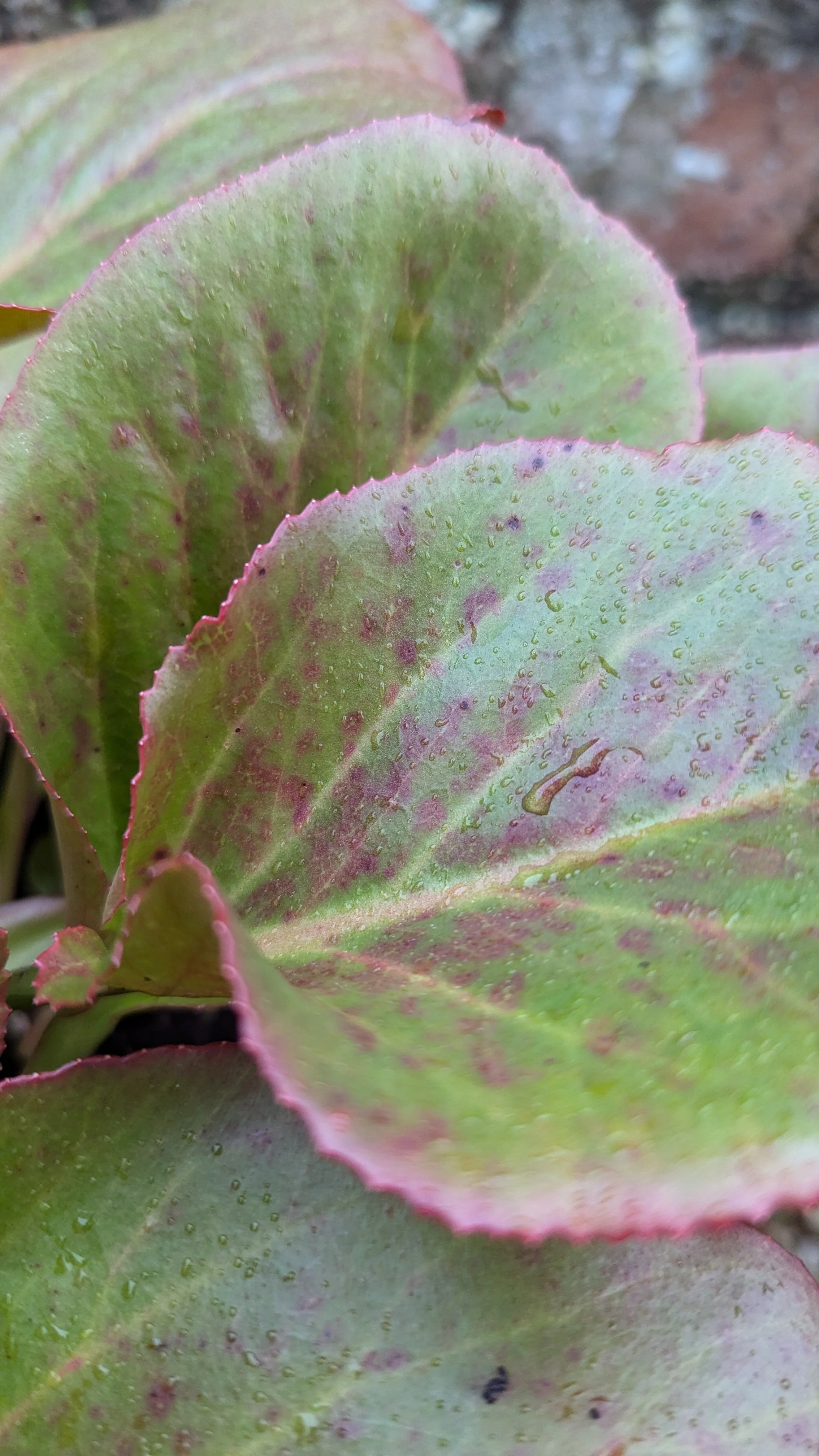 Bress Bountiful1.jpg