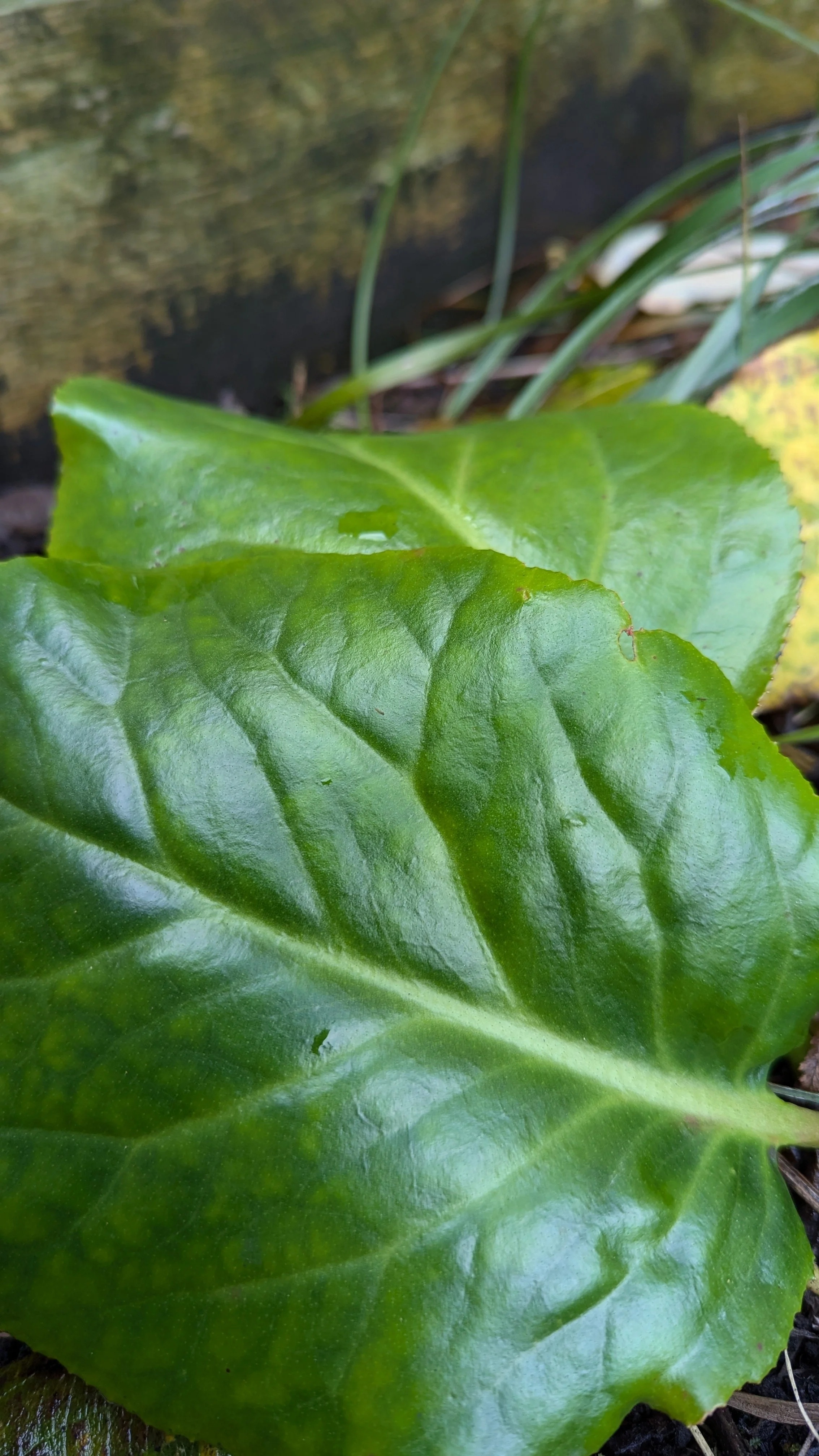 Ballawley clonal.jpg