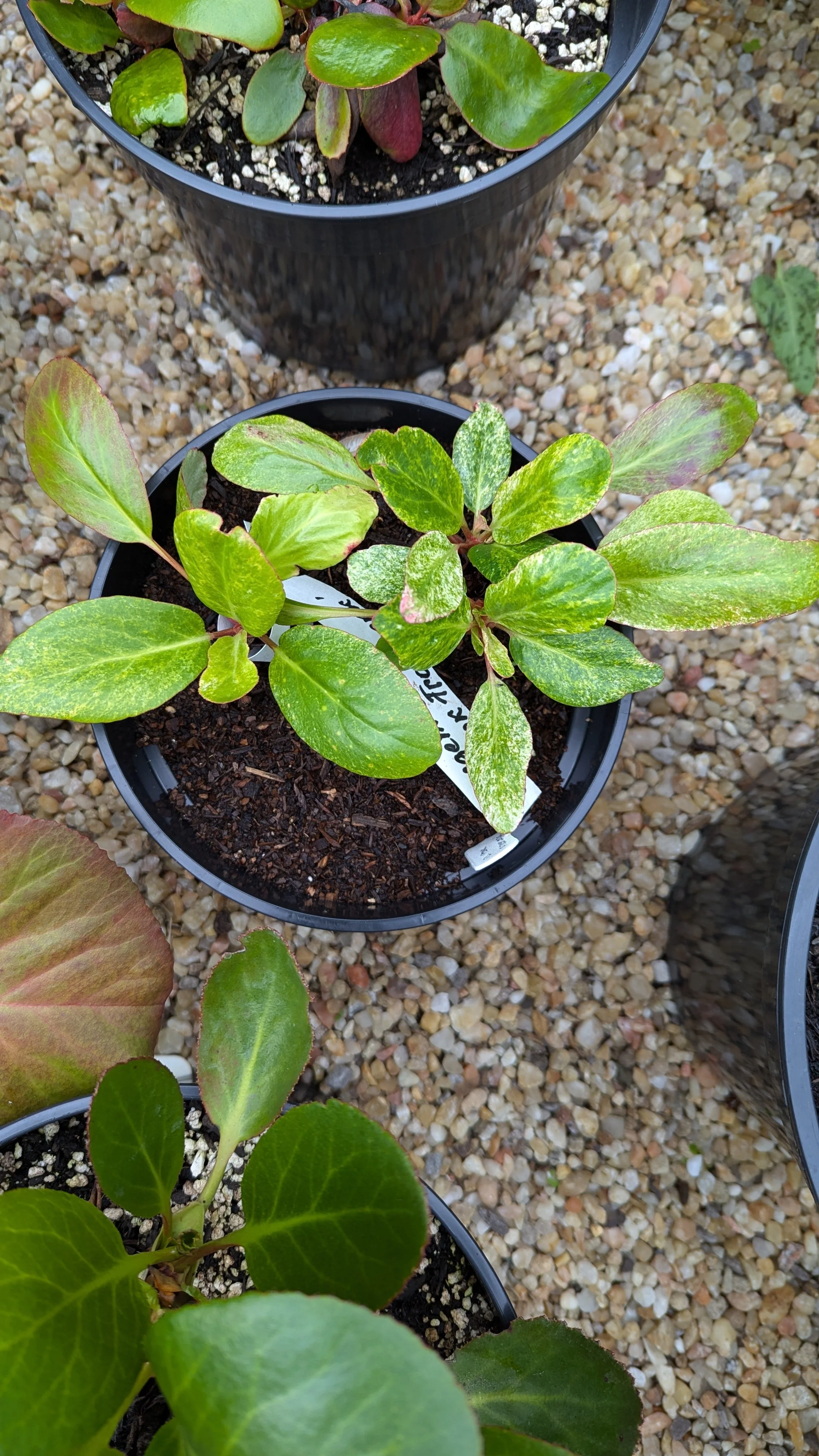 Pink frostwork copy.jpg