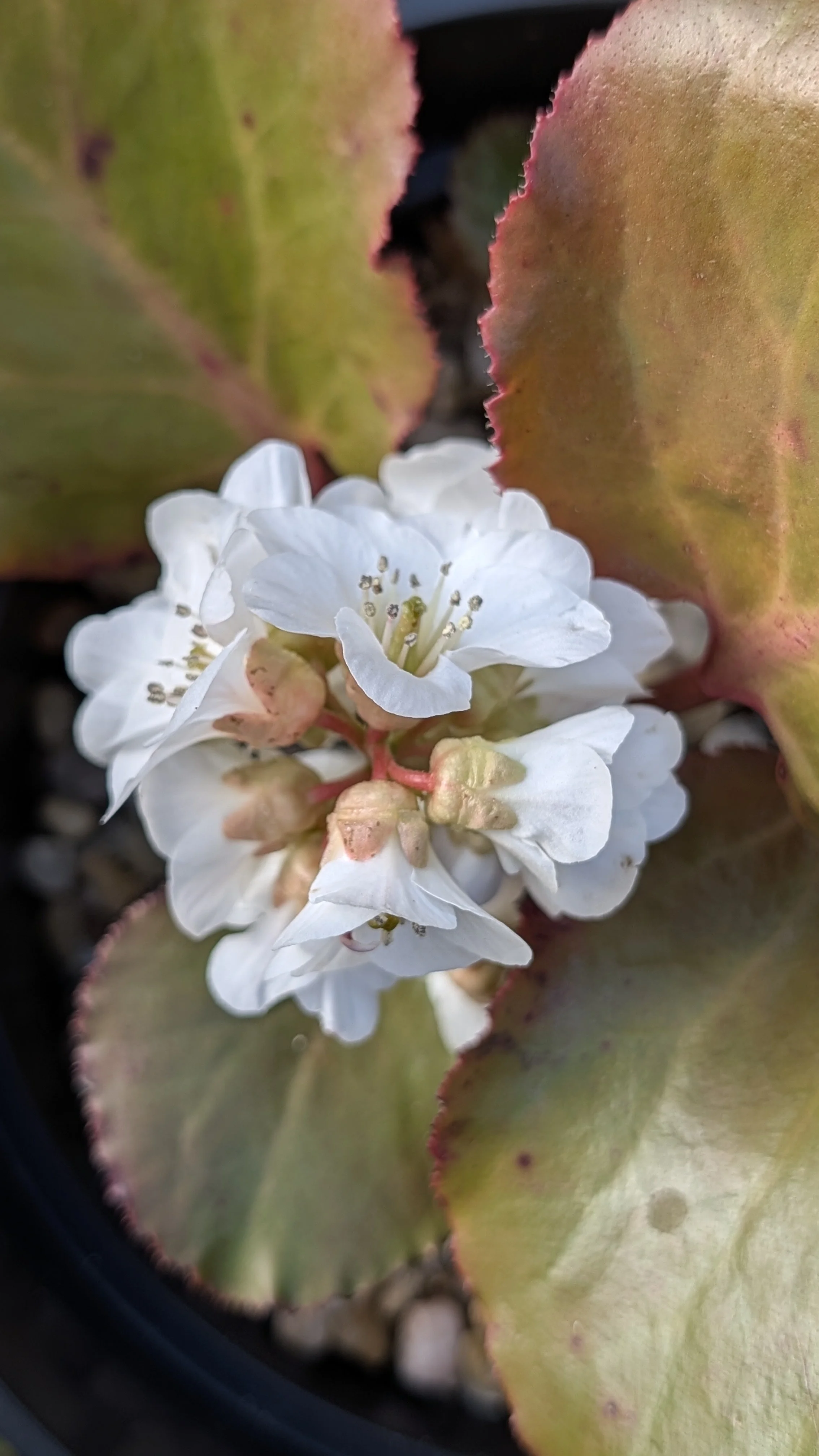 Schneekuppe flowers March 26.jpg