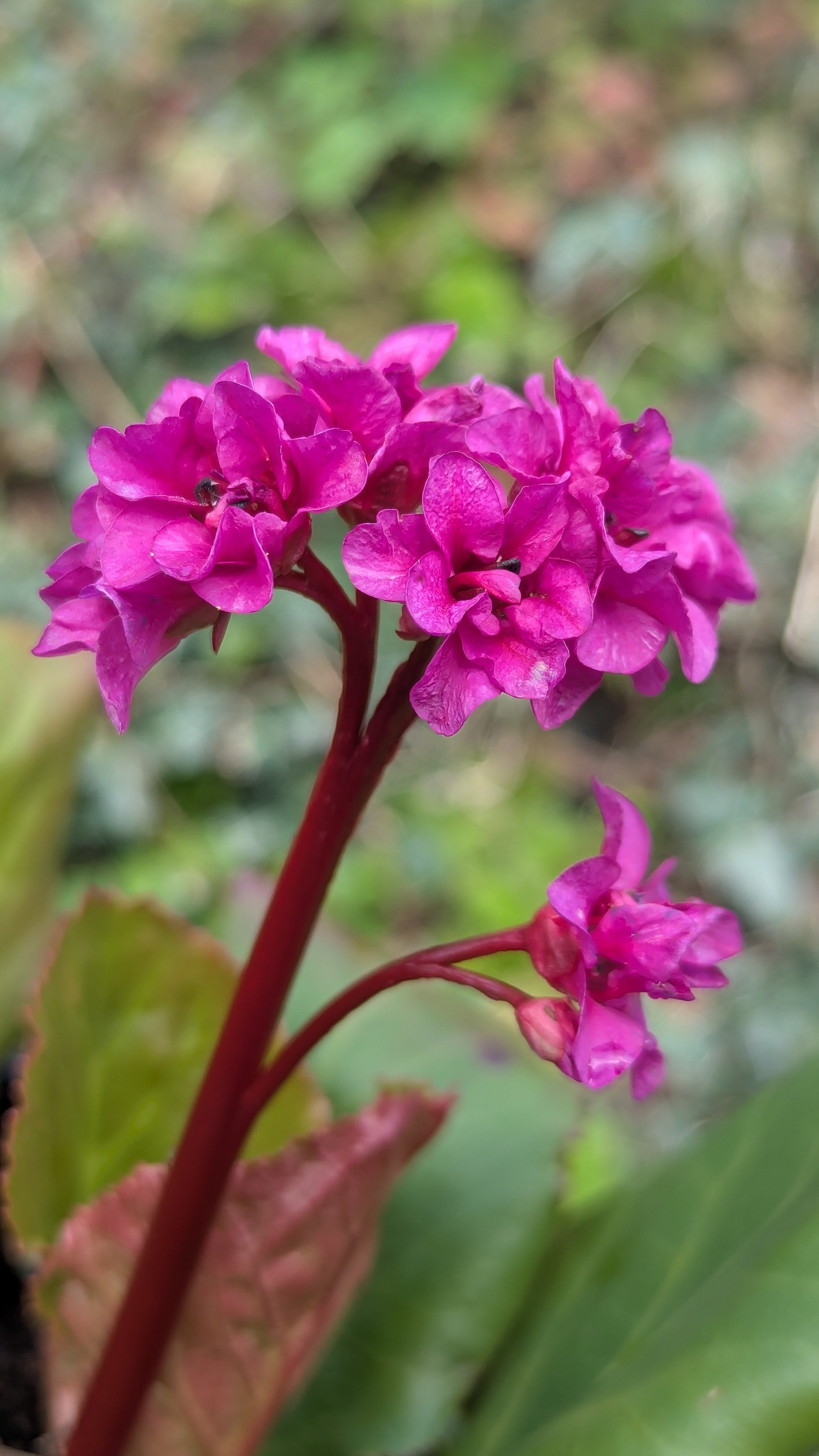 Flore Pleno copy 2.jpg