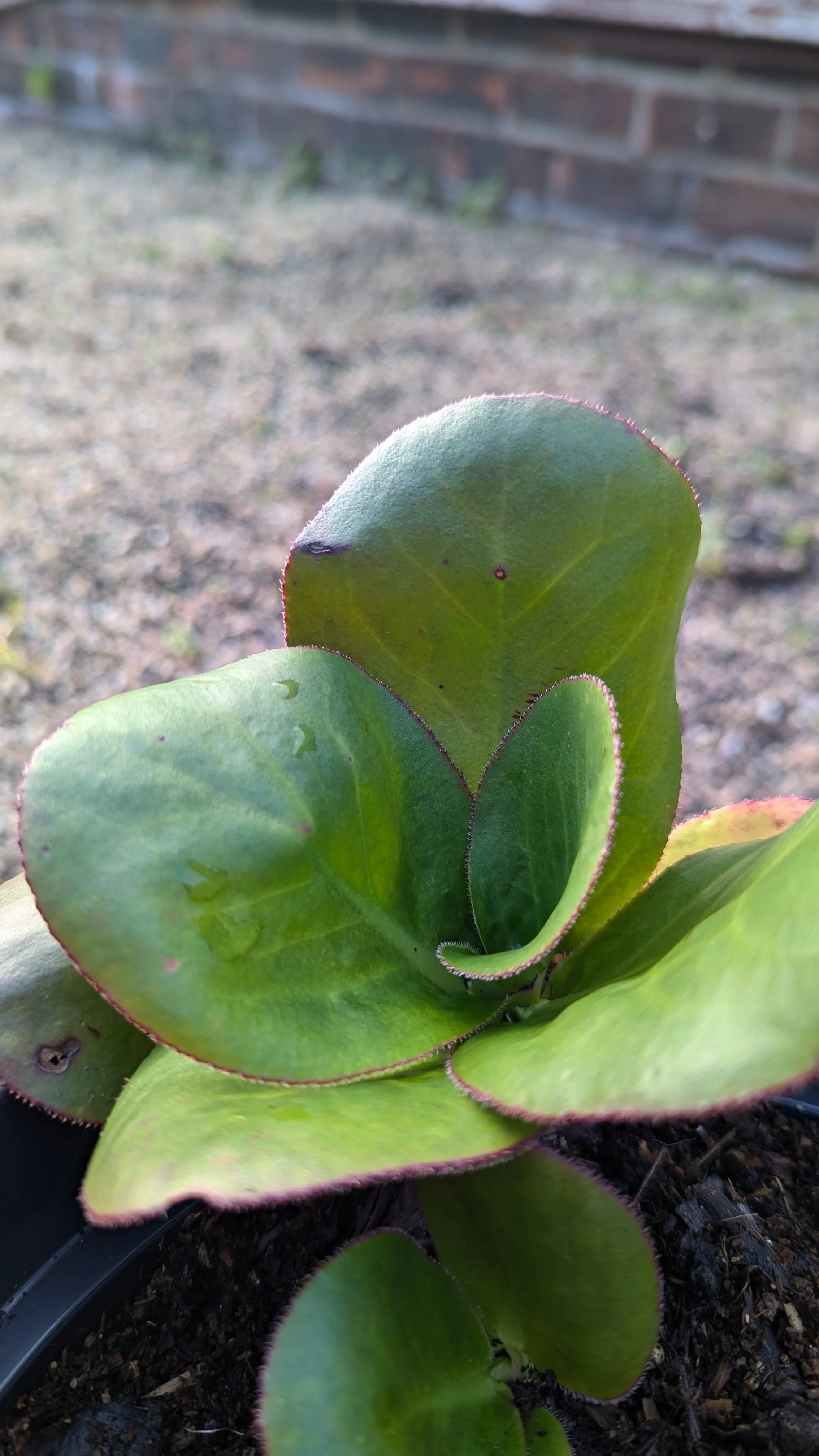 stracheyi kew 1983.jpg