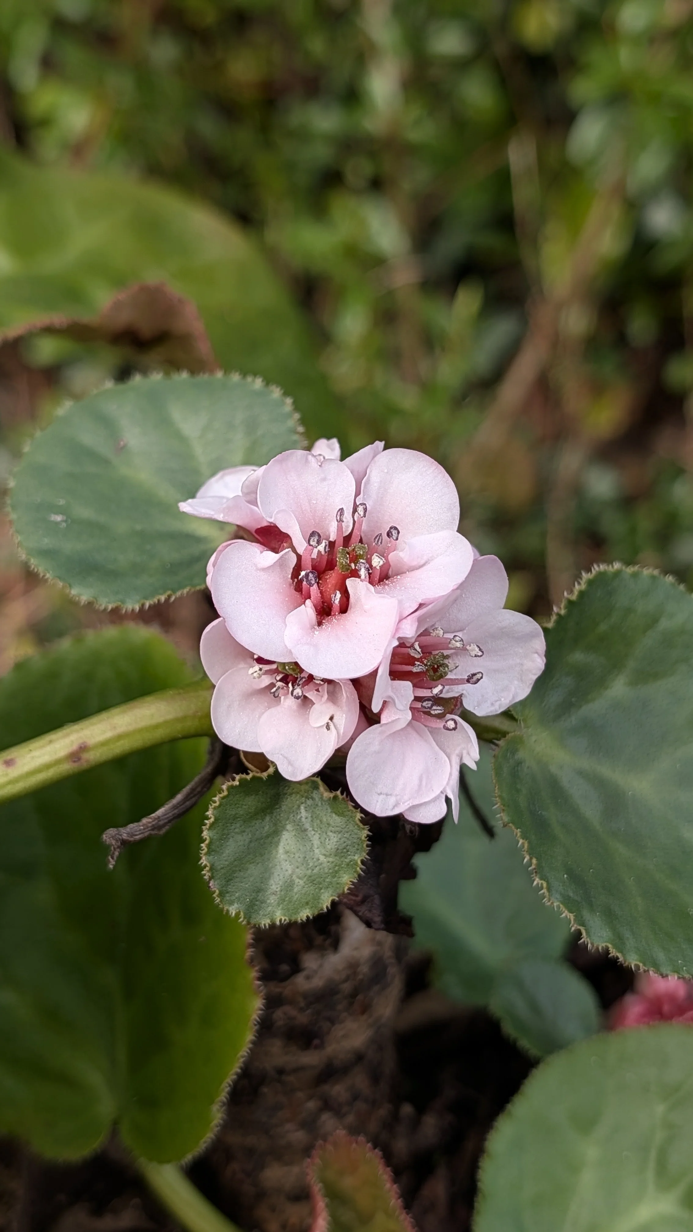 pacumbis Graham's form flowers March 26.jpg