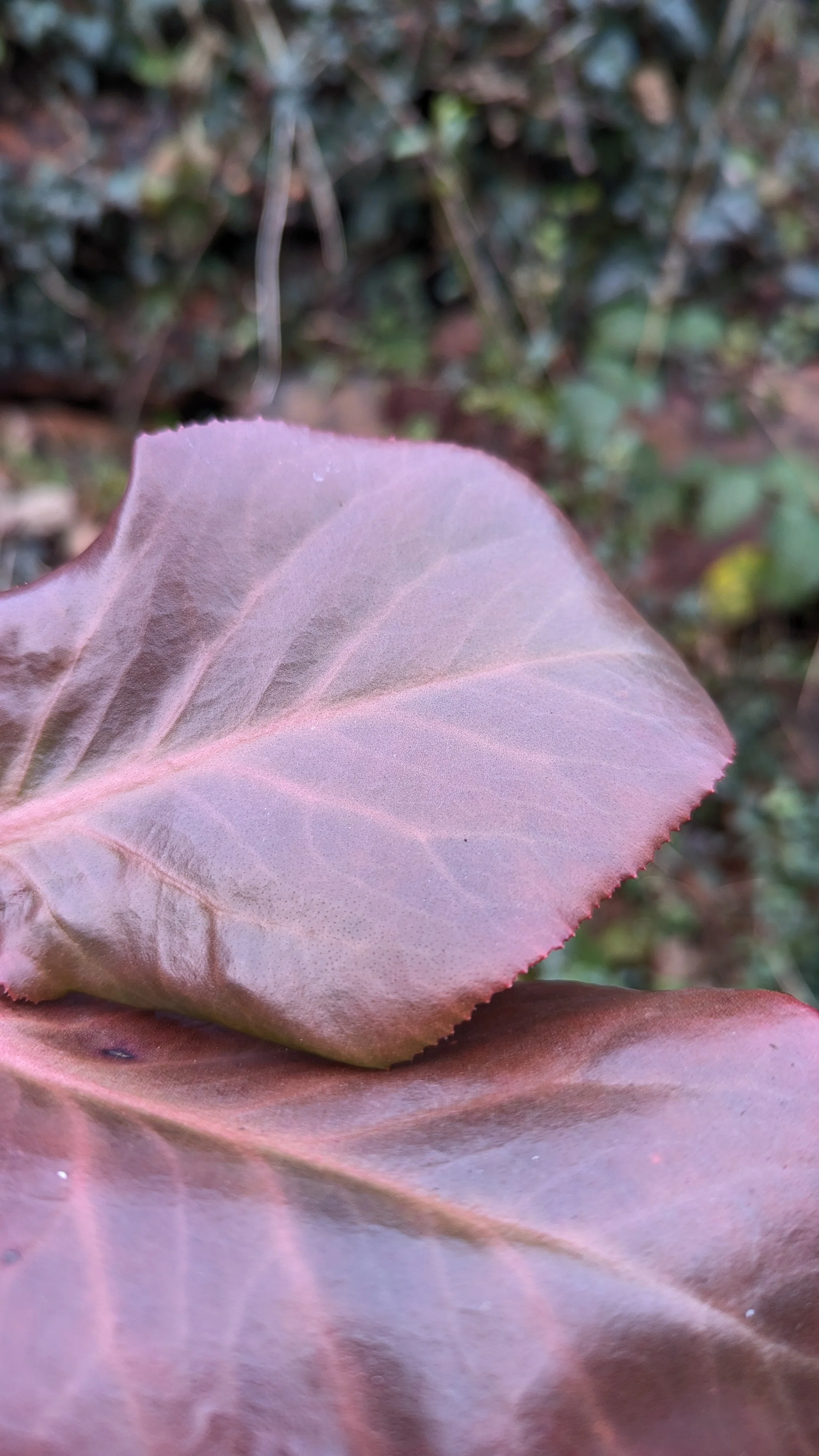 Margery Fish copy.jpg