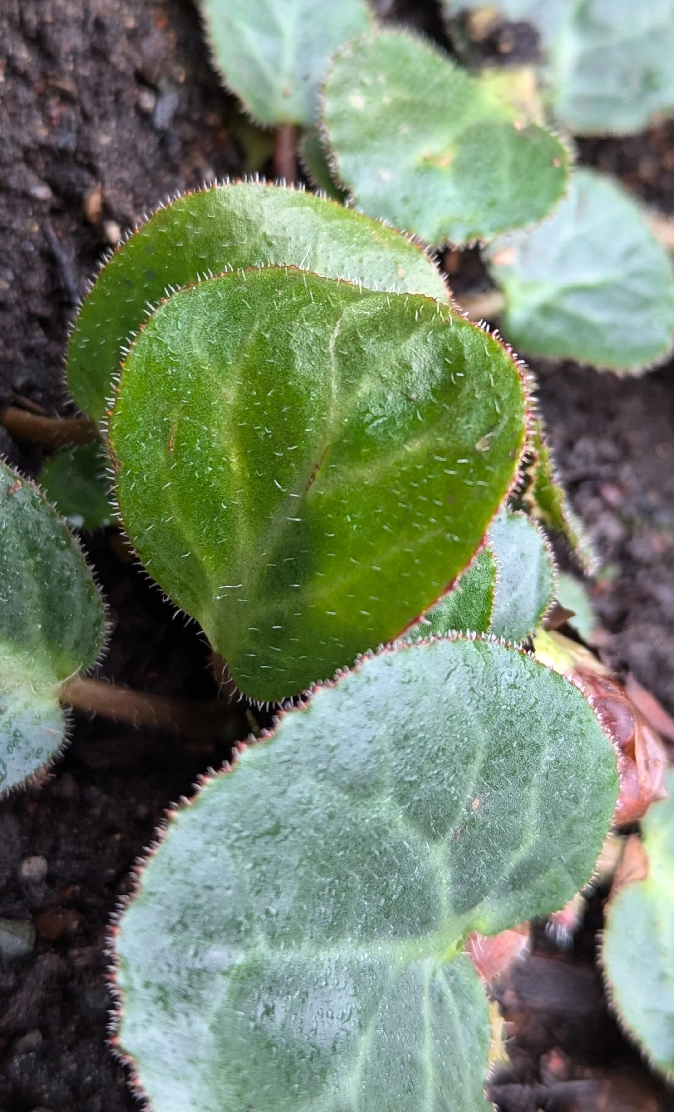 ciliata var. ciliata FRF.jpg
