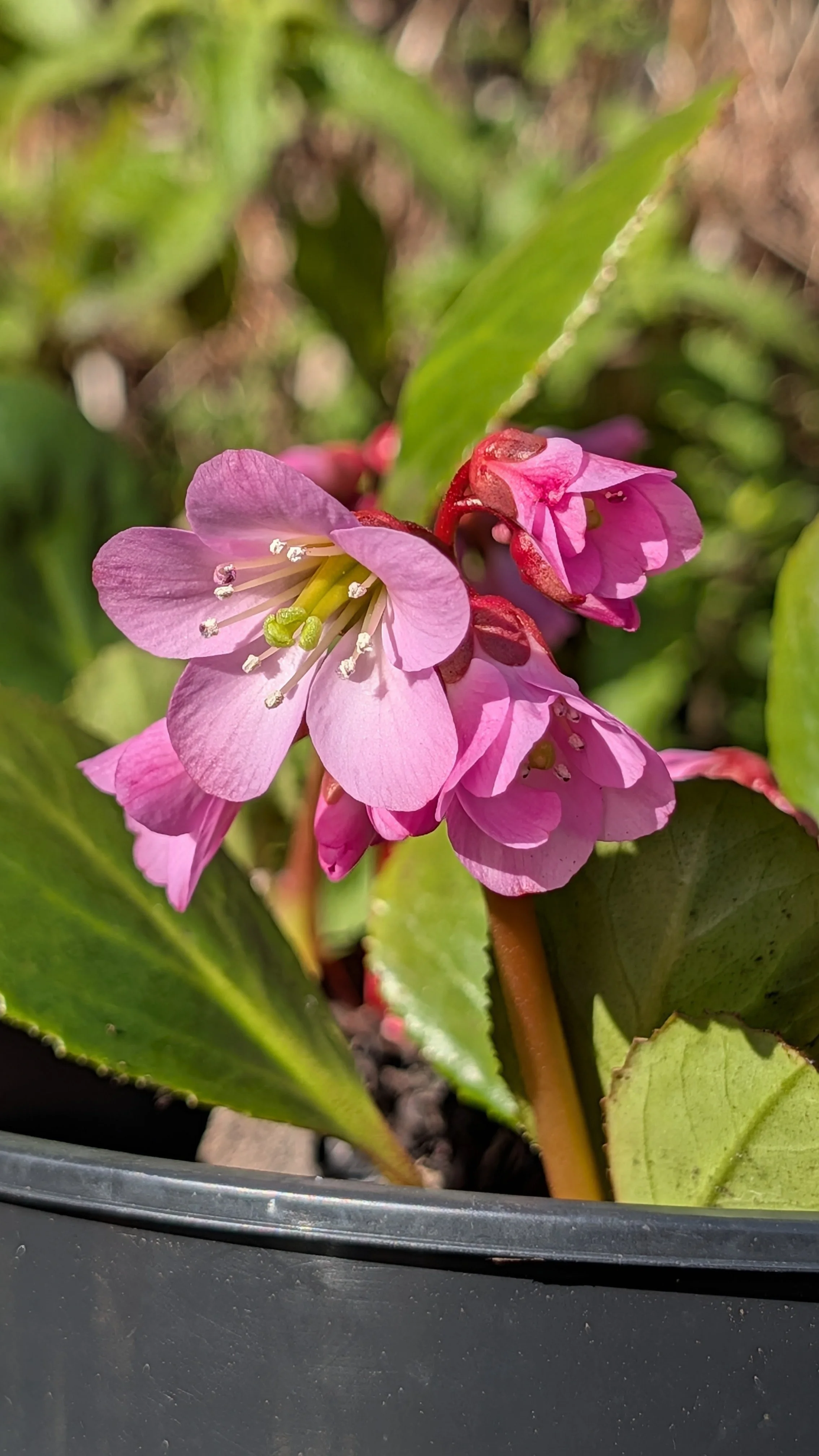 Rose Queen flowers March 26.jpg
