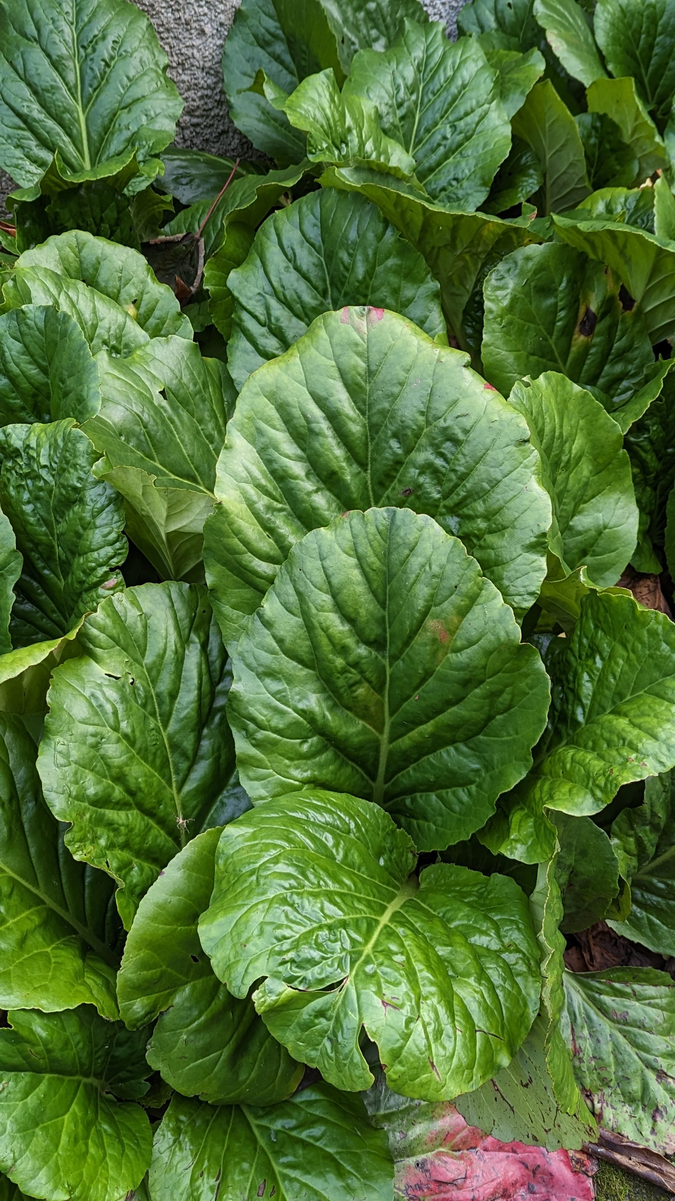 Michael's Jungle Leaf.jpg