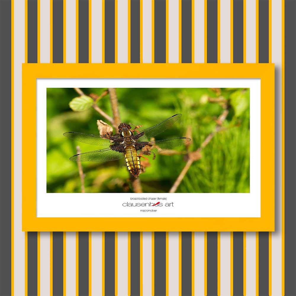 broad-bodied-chaser-(female)-copy.jpg