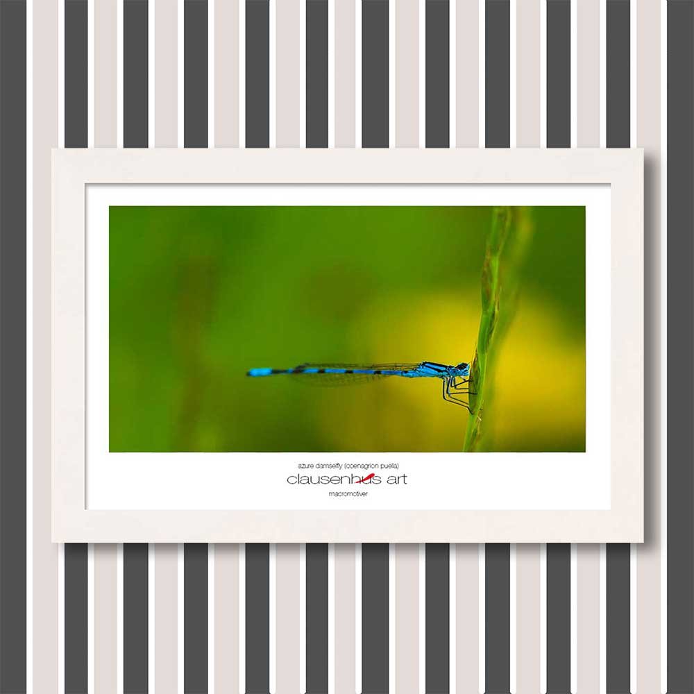 azurblå flickslända han (coenagrion puella).jpg