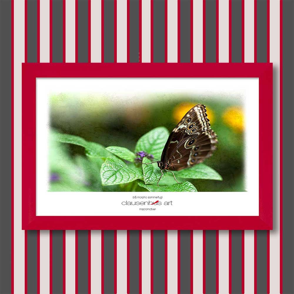 blå-morpho-sommerfugl-copy.jpg