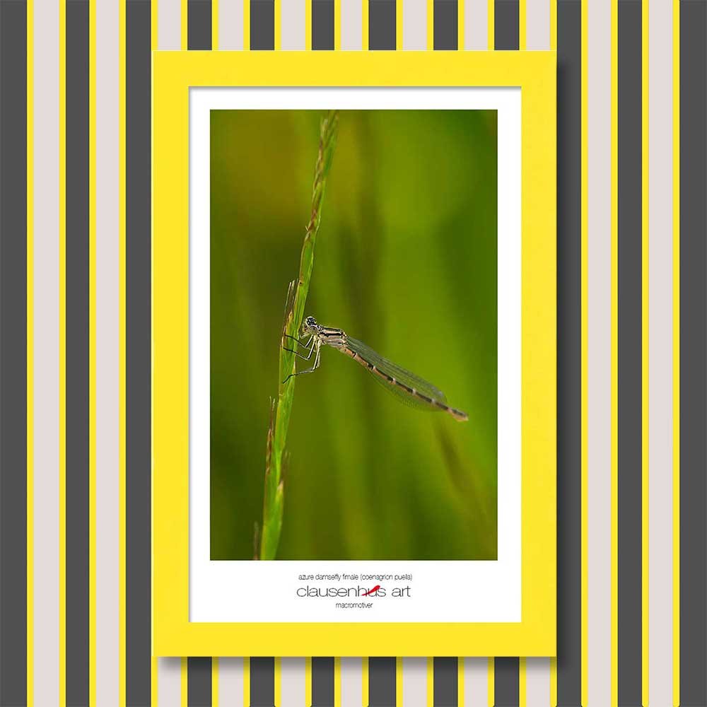 azure-damselfly-fimale-(coenagrion-puella)-copy.jpg