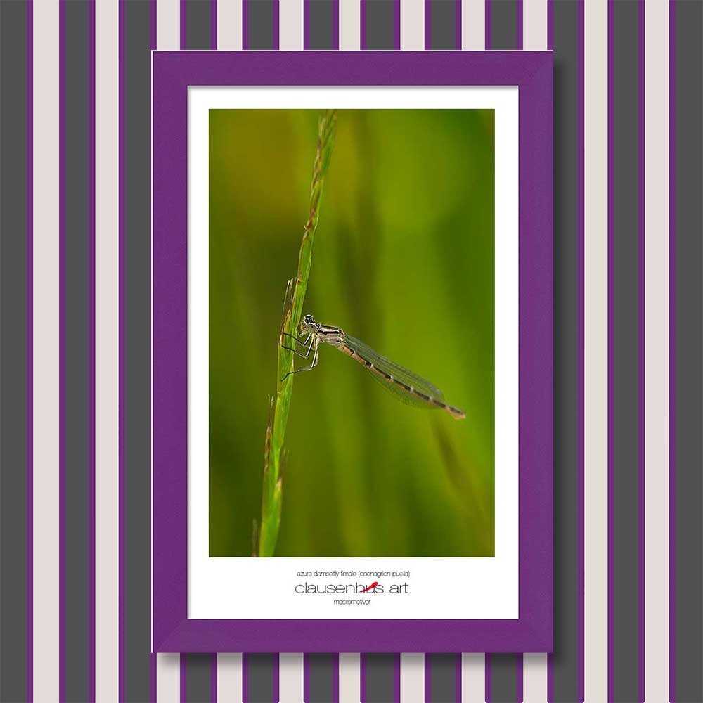 azure-damselfly-fimale-(coenagrion-puella)-copy.jpg