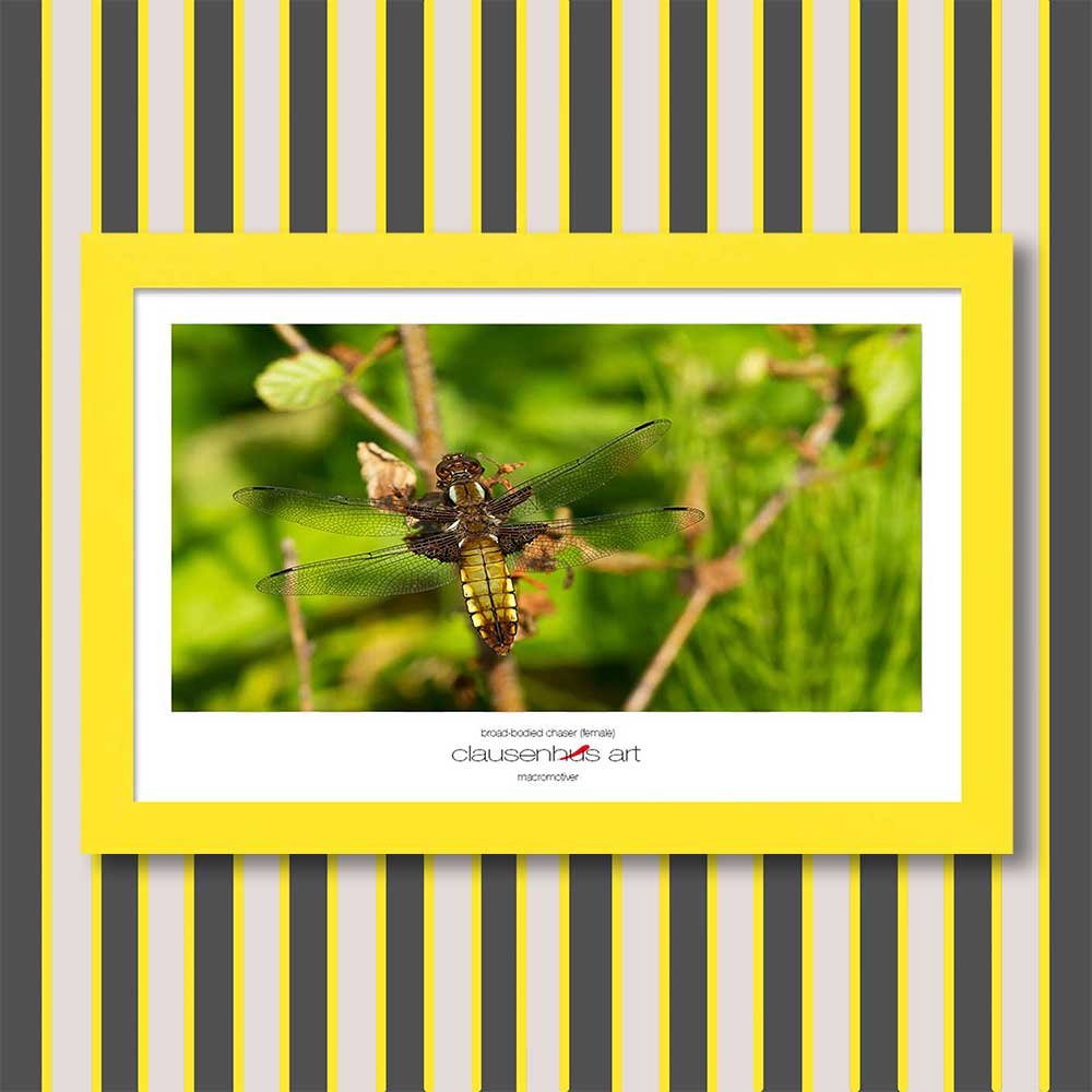 broad-bodied-chaser-(female)-copy.jpg