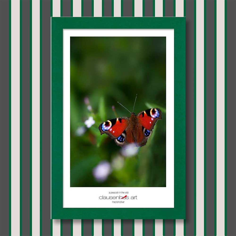 a-peacock-in-the-wild-copy.jpg