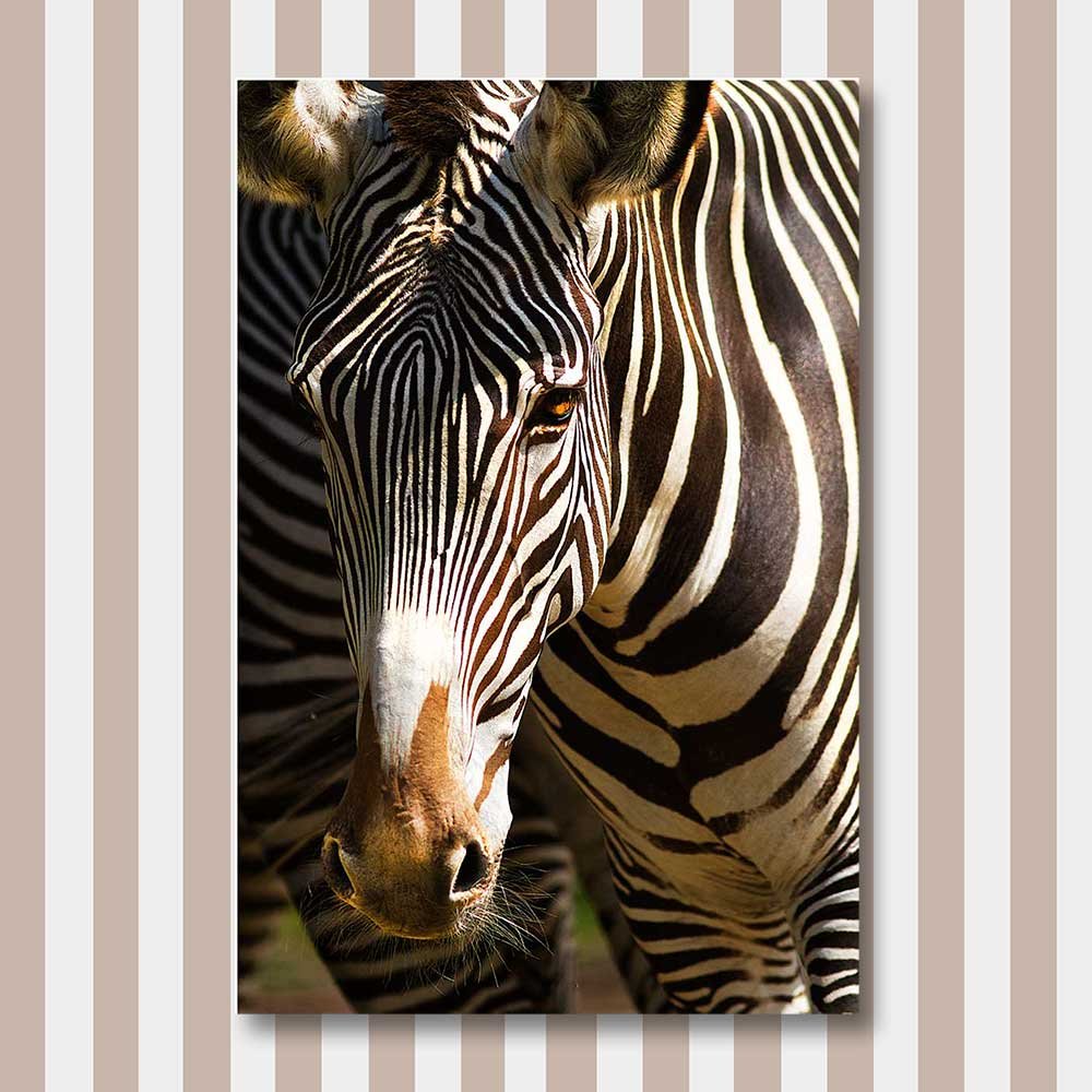 titel: zebra 2