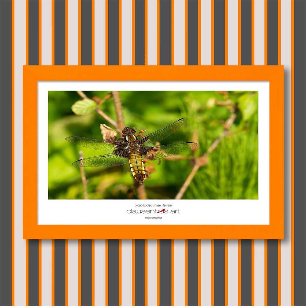 broad-bodied-chaser-(female)-copy.jpg