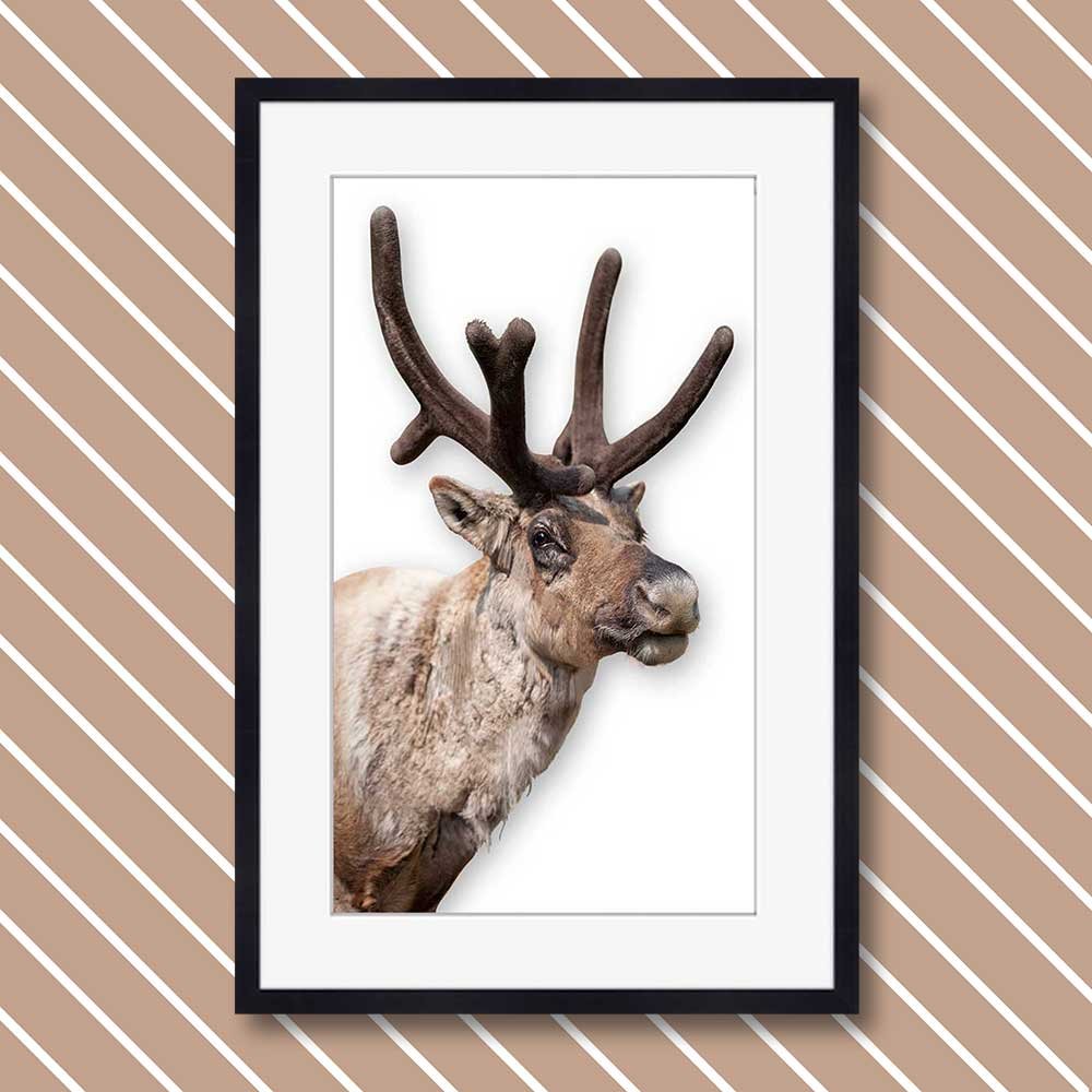titel: rudolf
