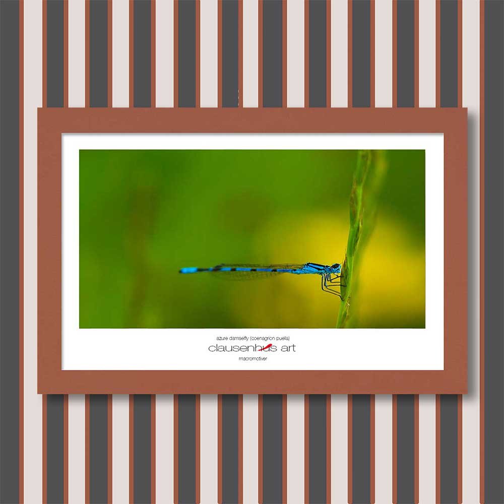 azure-damselfly-(coenagrion-puella)-copy.jpg