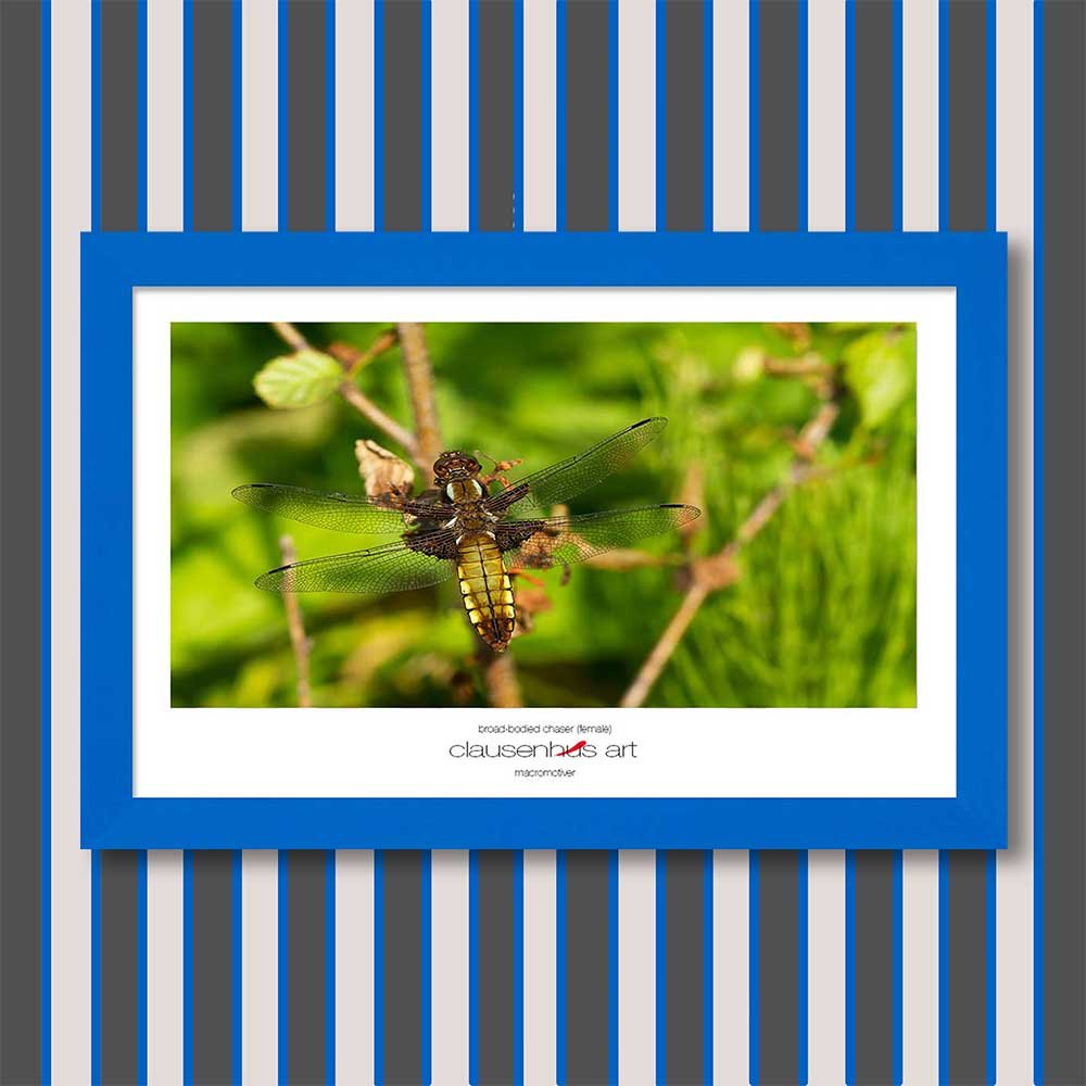 broad-bodied-chaser-(female)-copy.jpg