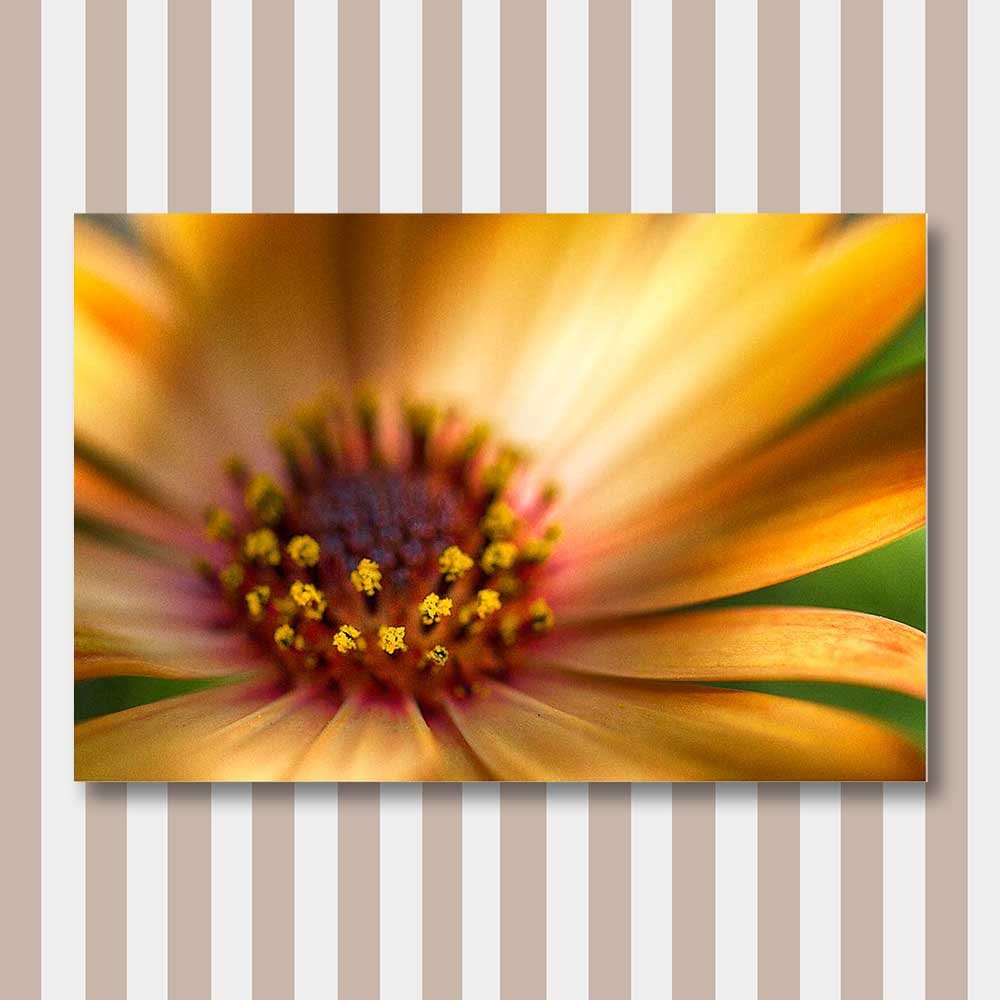 titel: sommarsol